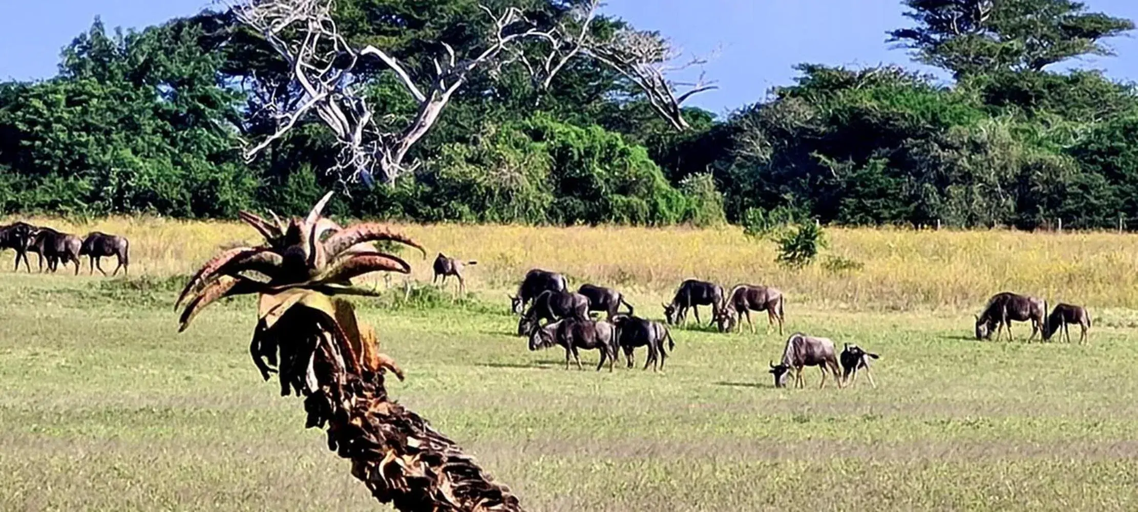 Animals in Ezulwini Game Lodge