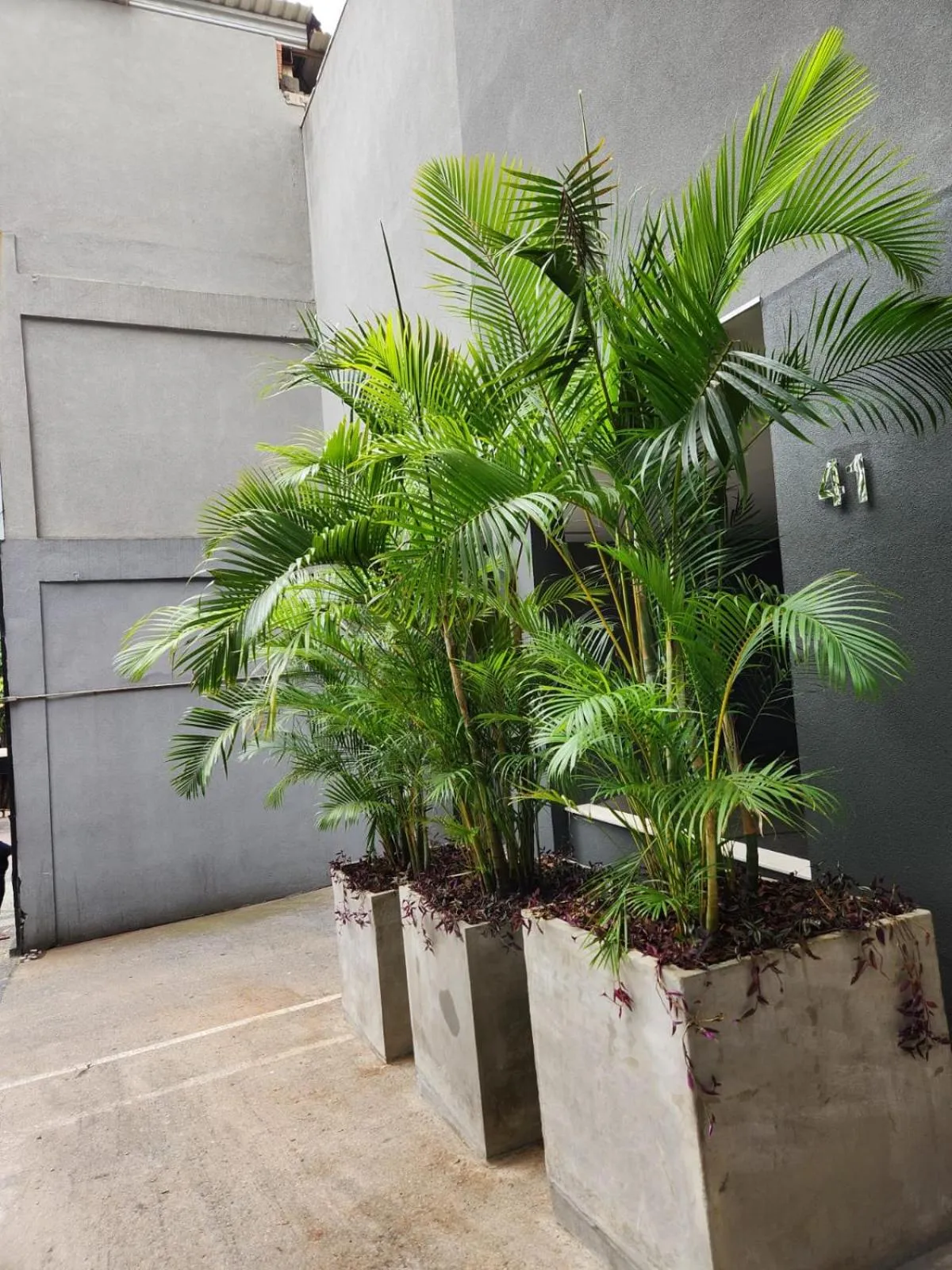 Garden in San Diego Express Barro Preto