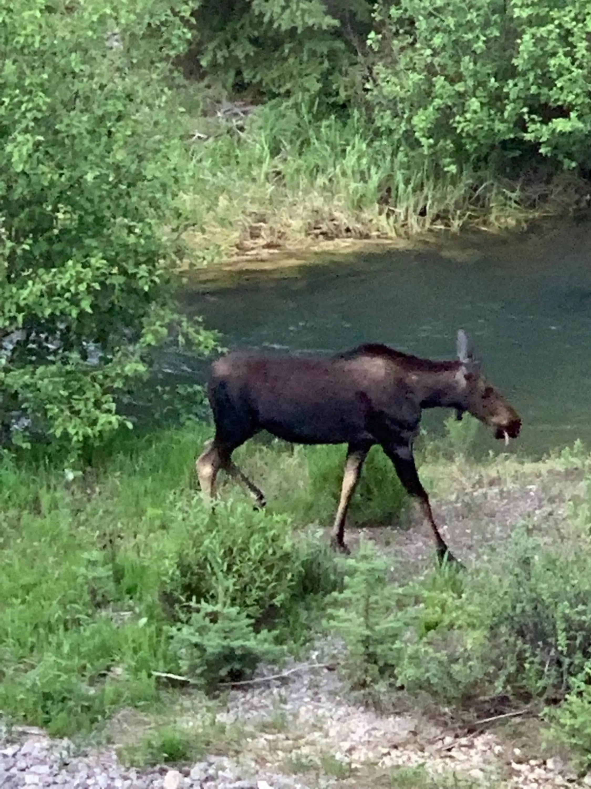 Other Animals in The North Face Lodge