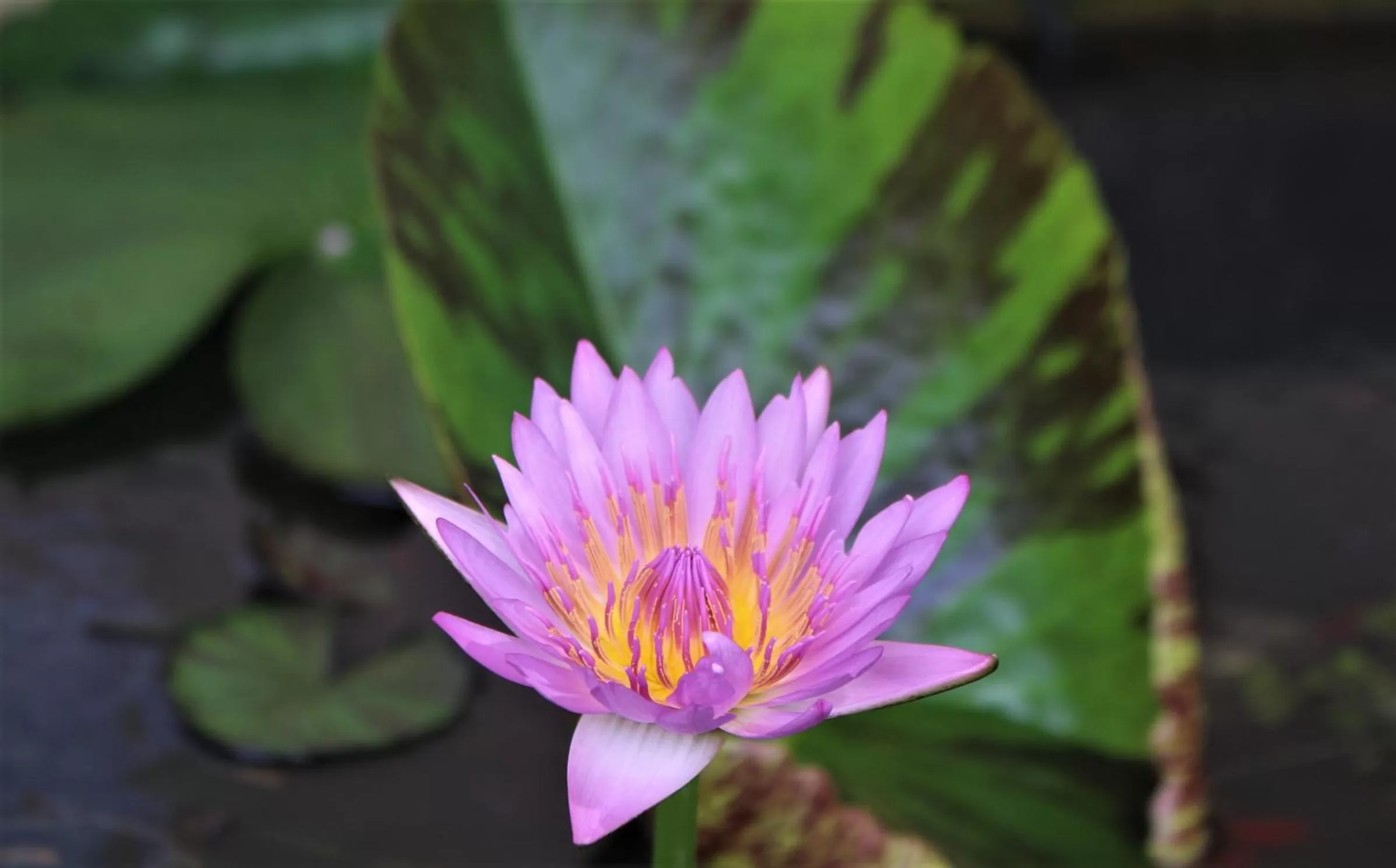 Garden in The Spice House Mirissa