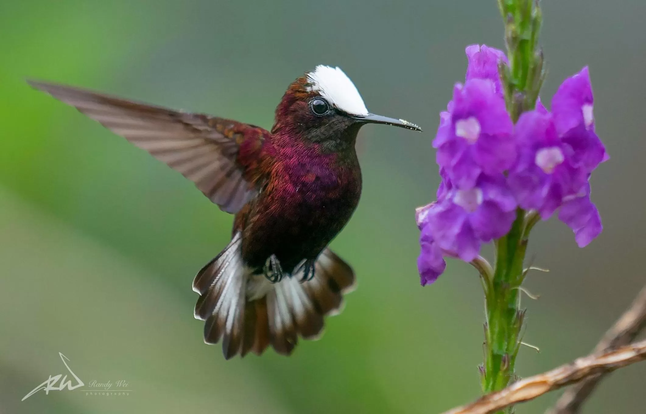 Garden, Other Animals in Arte de Plumas birding lodge