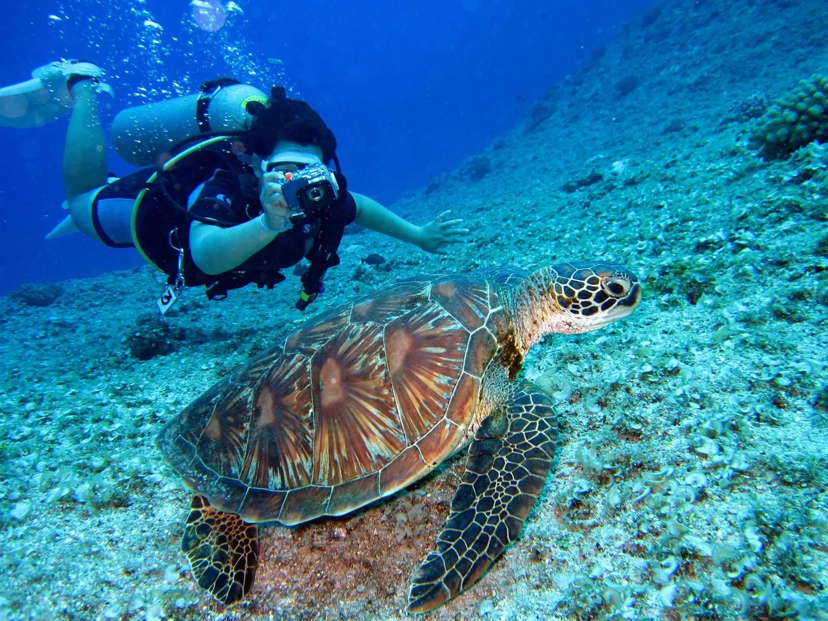 Diving, Snorkeling/Diving in Hotel Casa Valeria