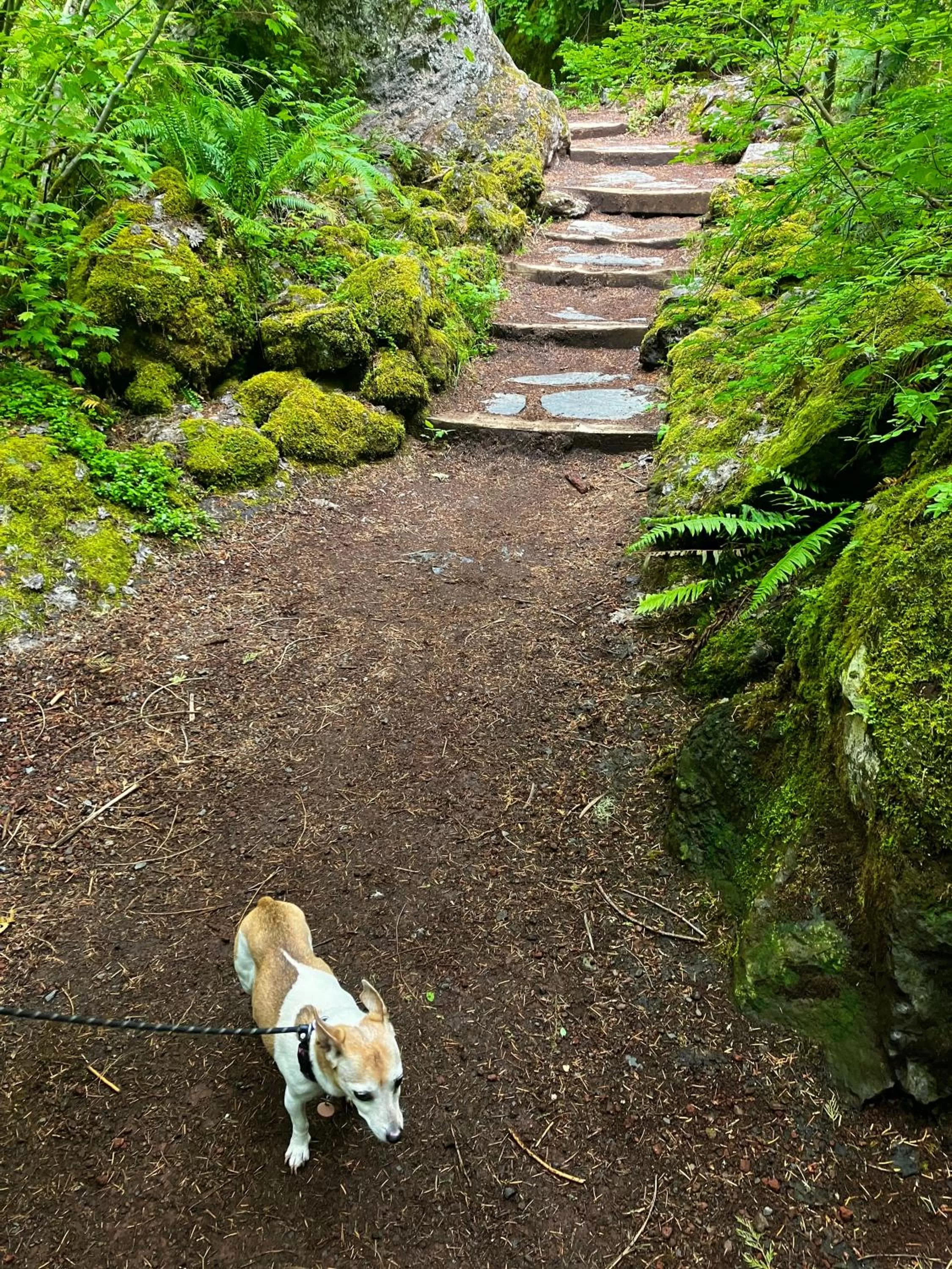 Pets in Smith Rock Resort