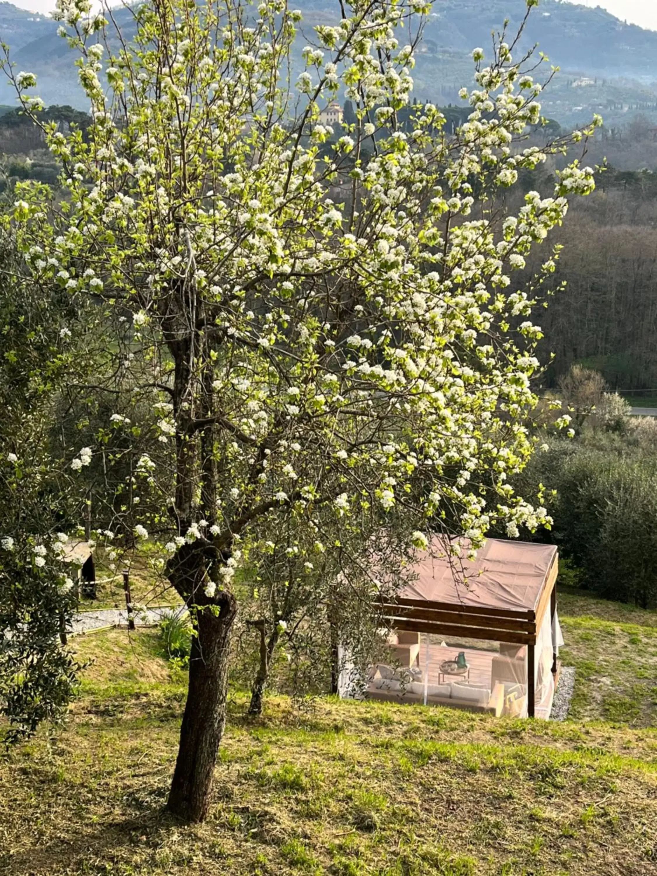 Garden in Casa del Pino