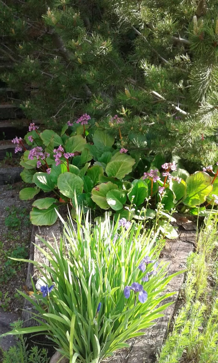 Garden in Alaska Chalet Bed & Breakfast