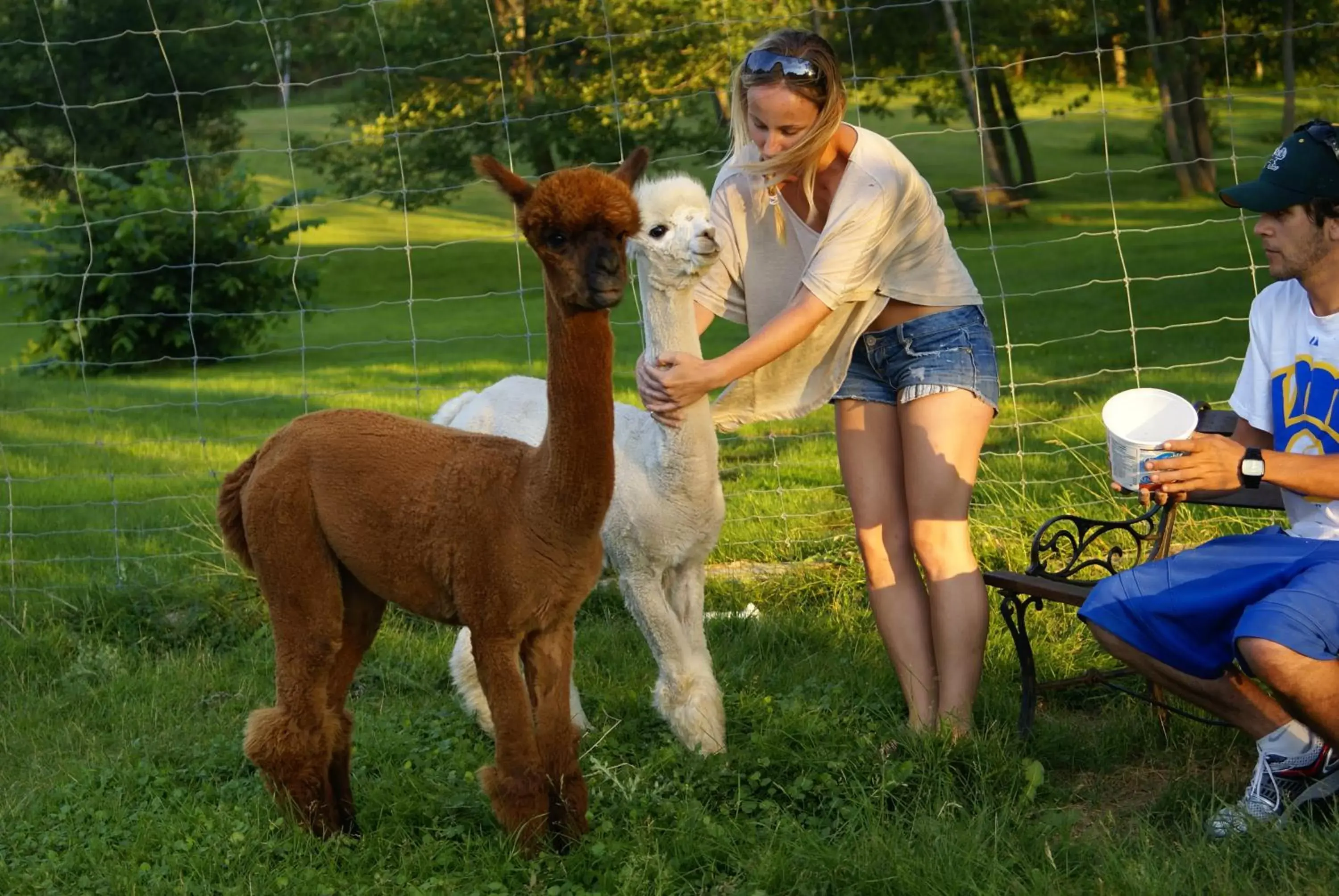 Pets in Liftlock Guest House