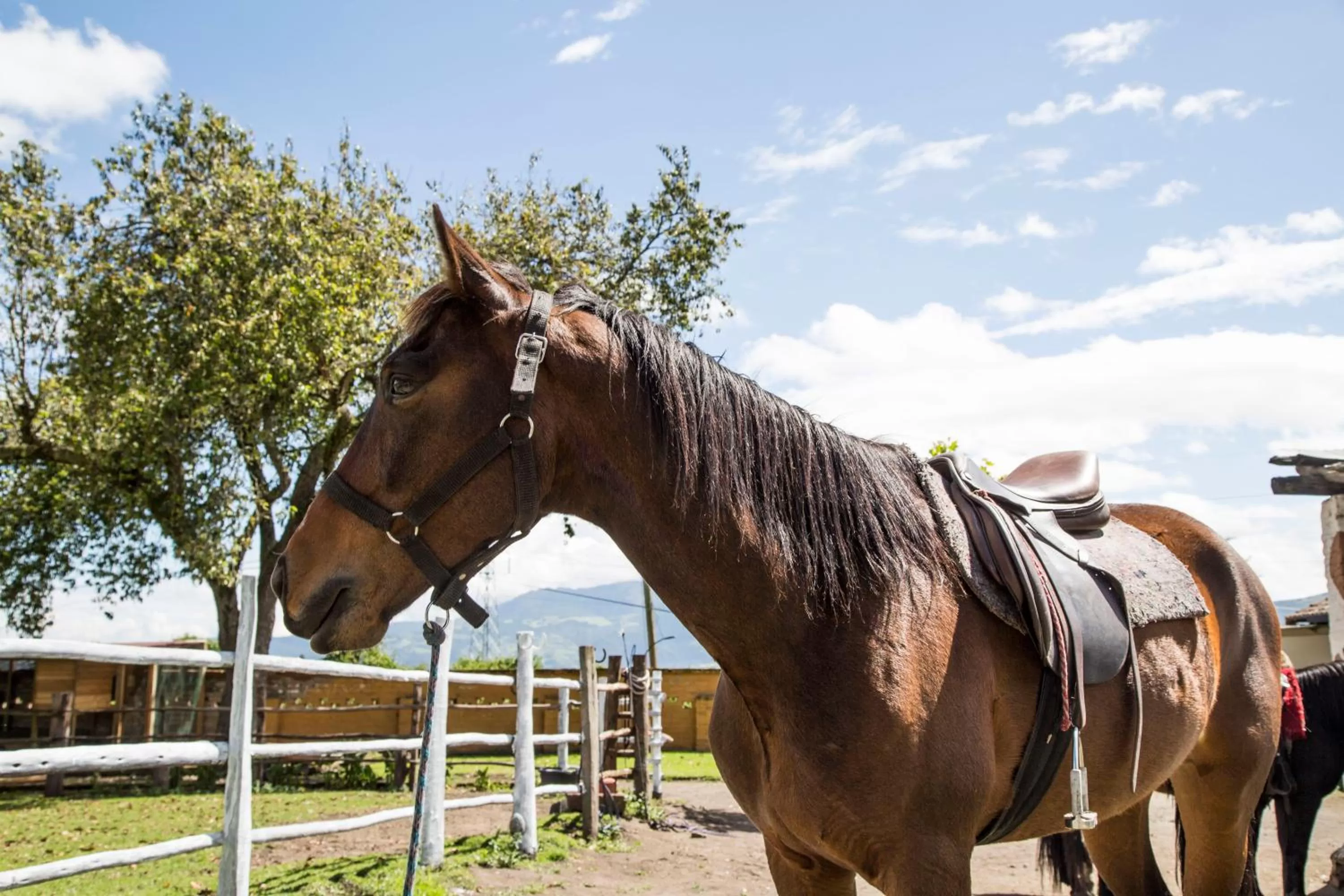 Hosteria Papagayo Cotopaxi