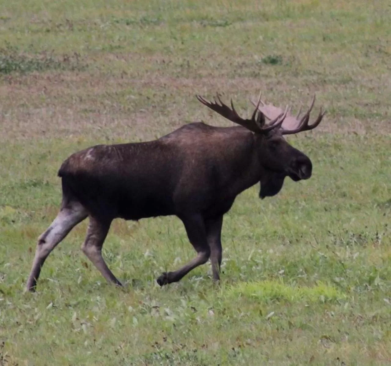 Animals, Other Animals in McKinley View B&B