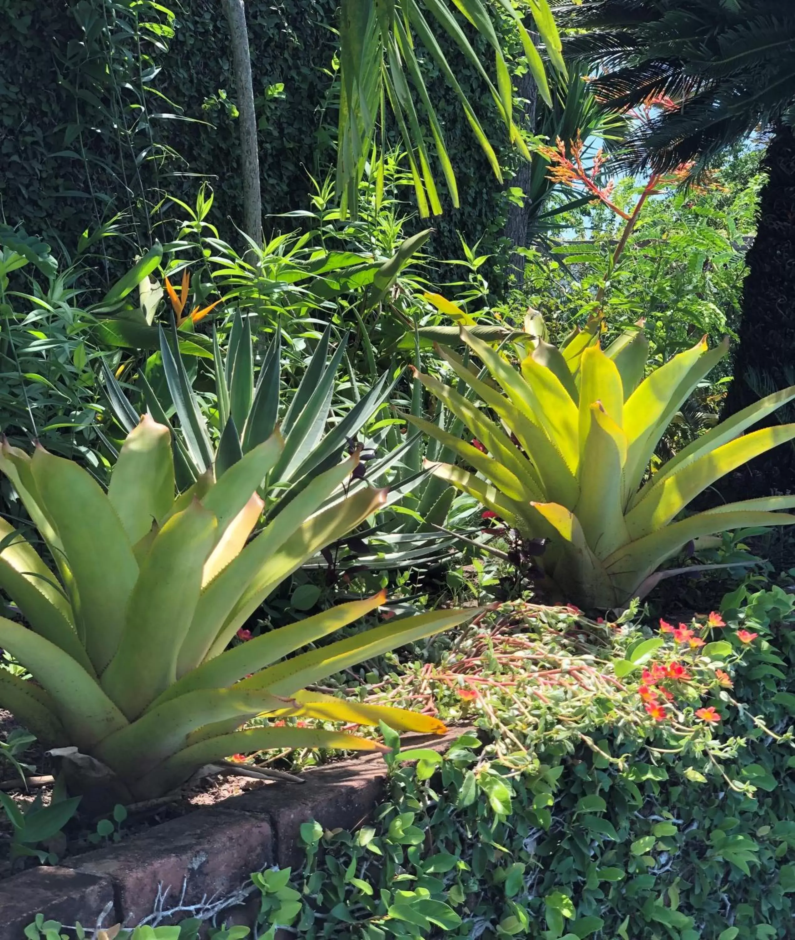 Garden in Tranquility Estate