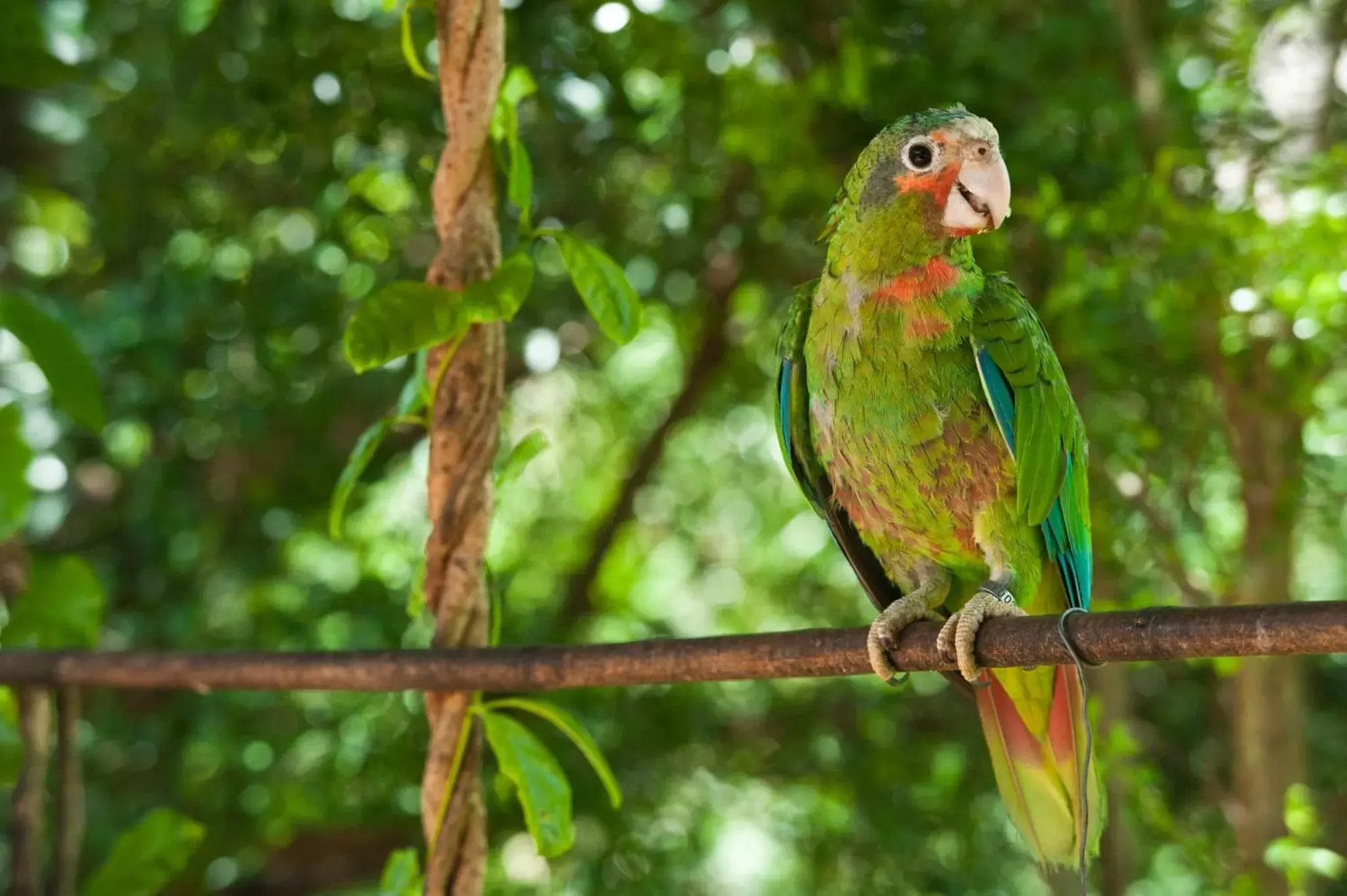 Nearby landmark, Other Animals in Holiday Inn Resort Grand Cayman, an IHG Hotel