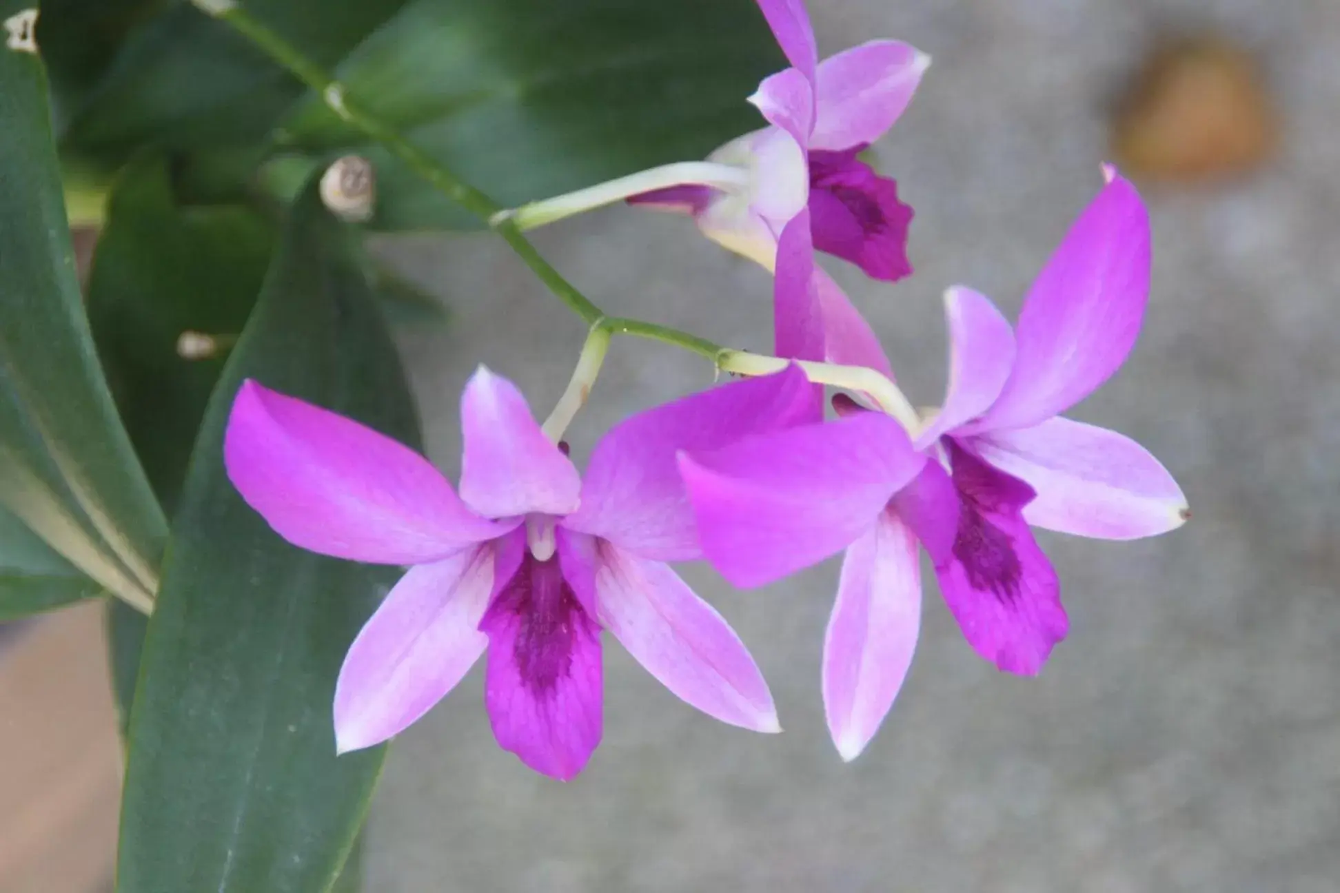 Cocco Resort Cocco Resort