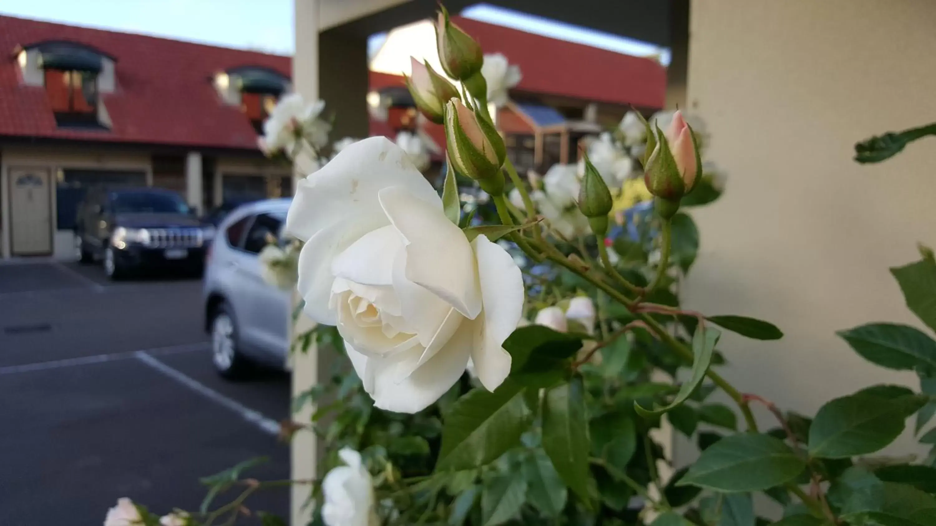 Garden in Rose City Motel