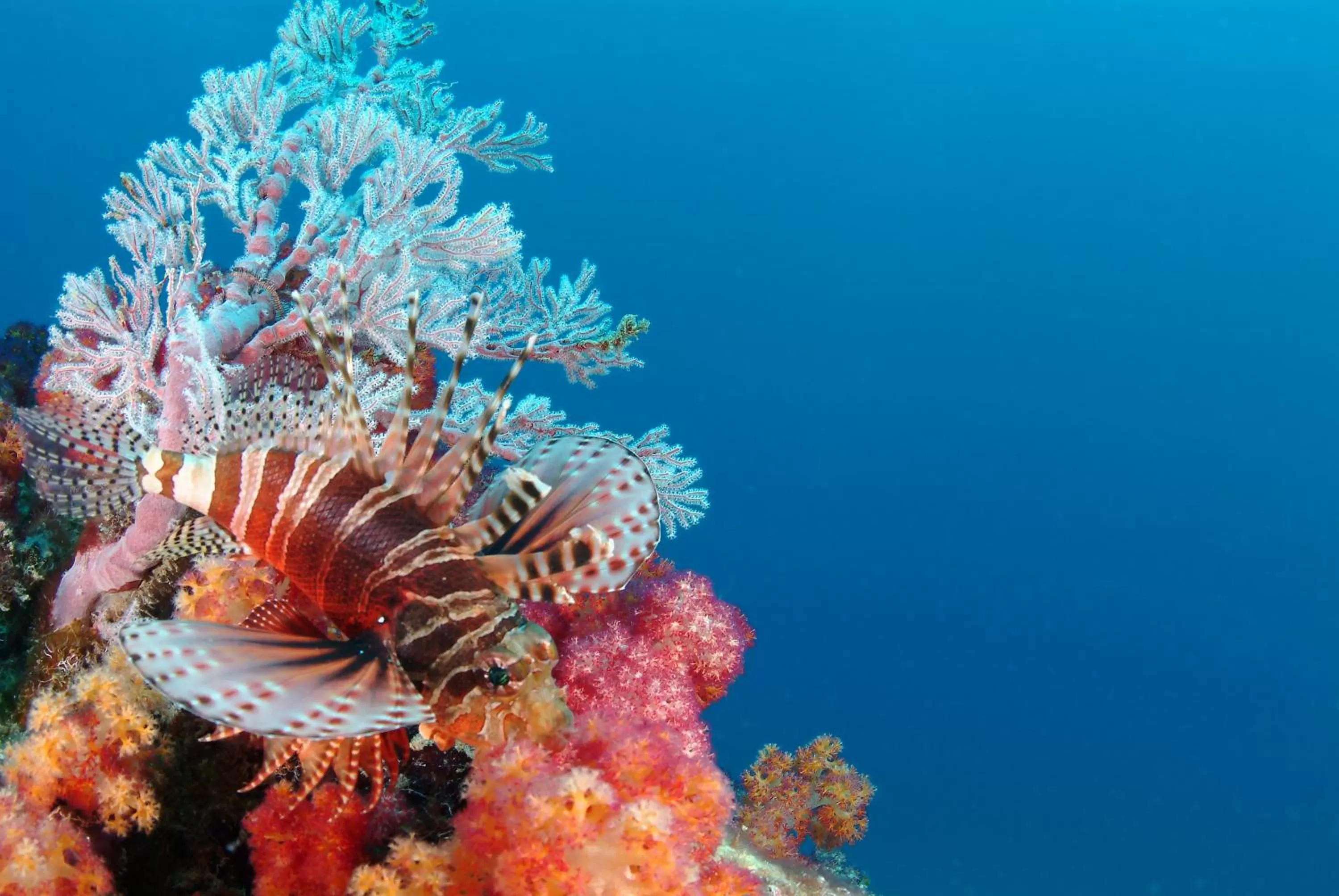 Snorkeling in Savoy Seychelles Resort & Spa