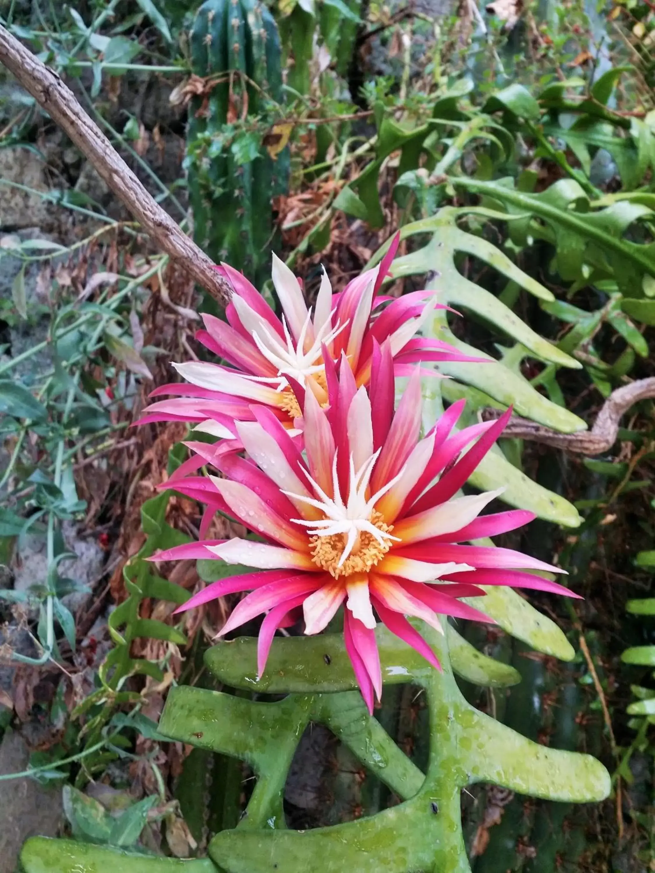 Garden in Villa Ravino Aparthotel