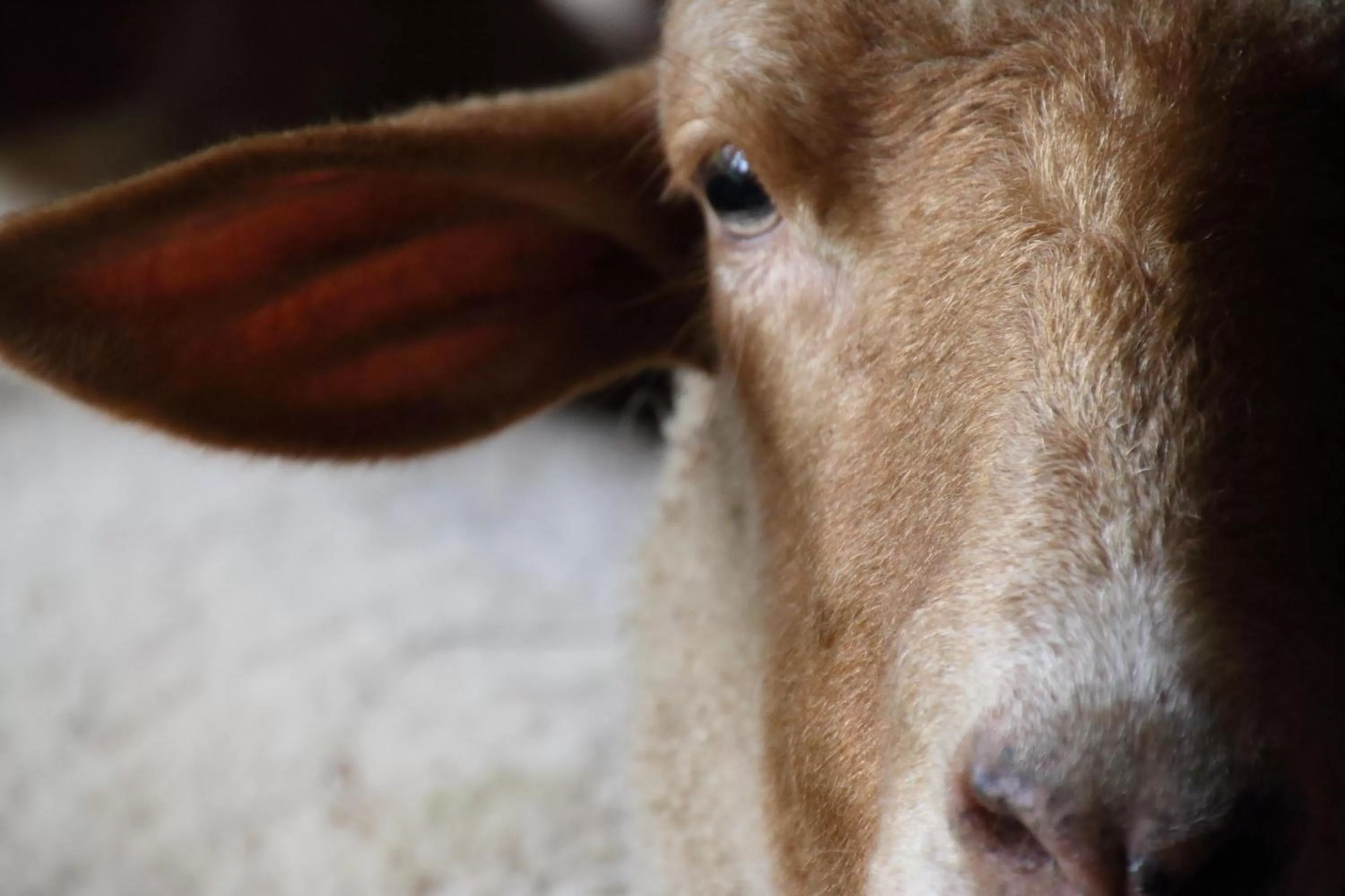 Animals in The Inn at Honey Run Millersburg