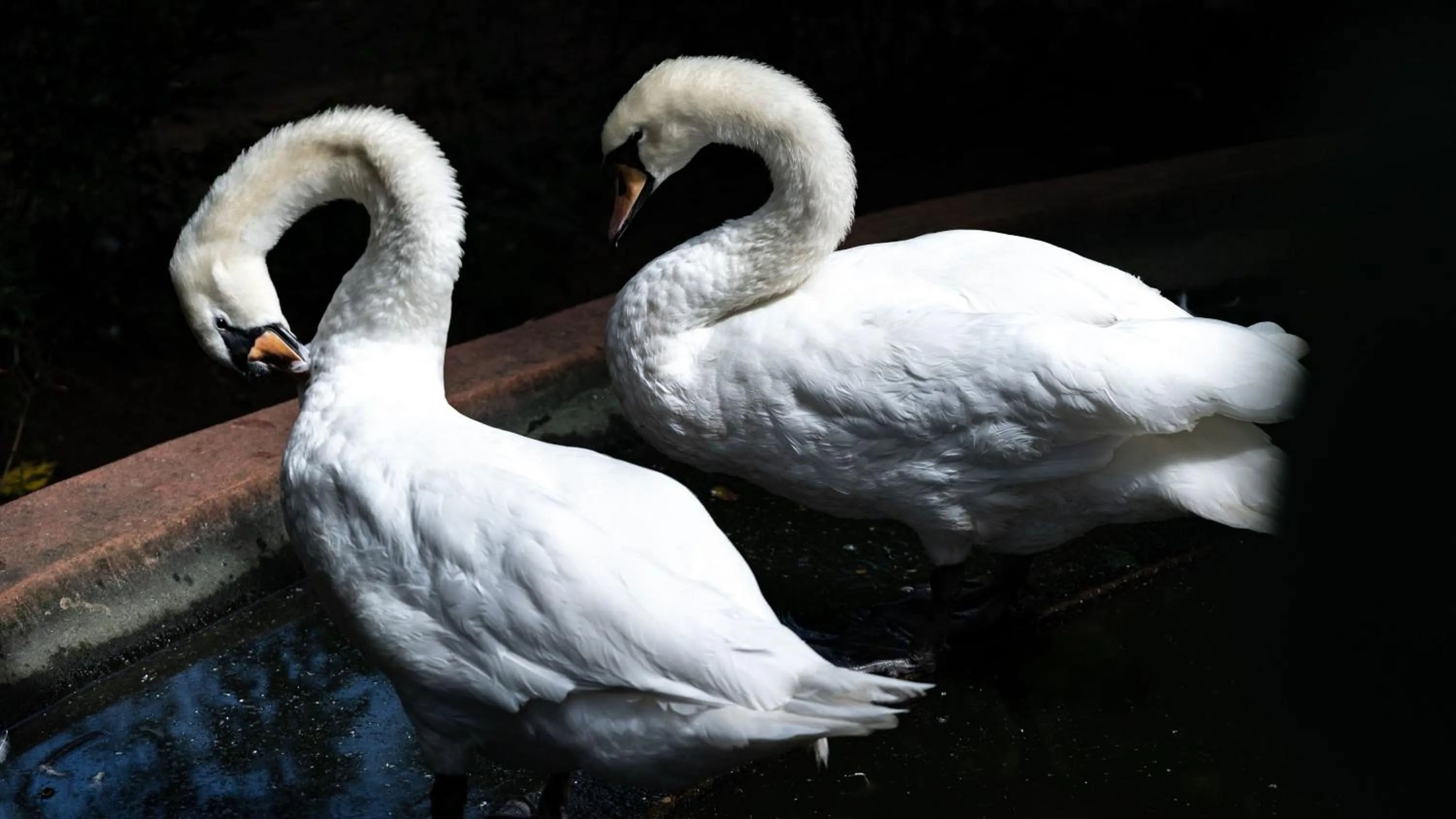 Animals in Gooderson DumaZulu Lodge