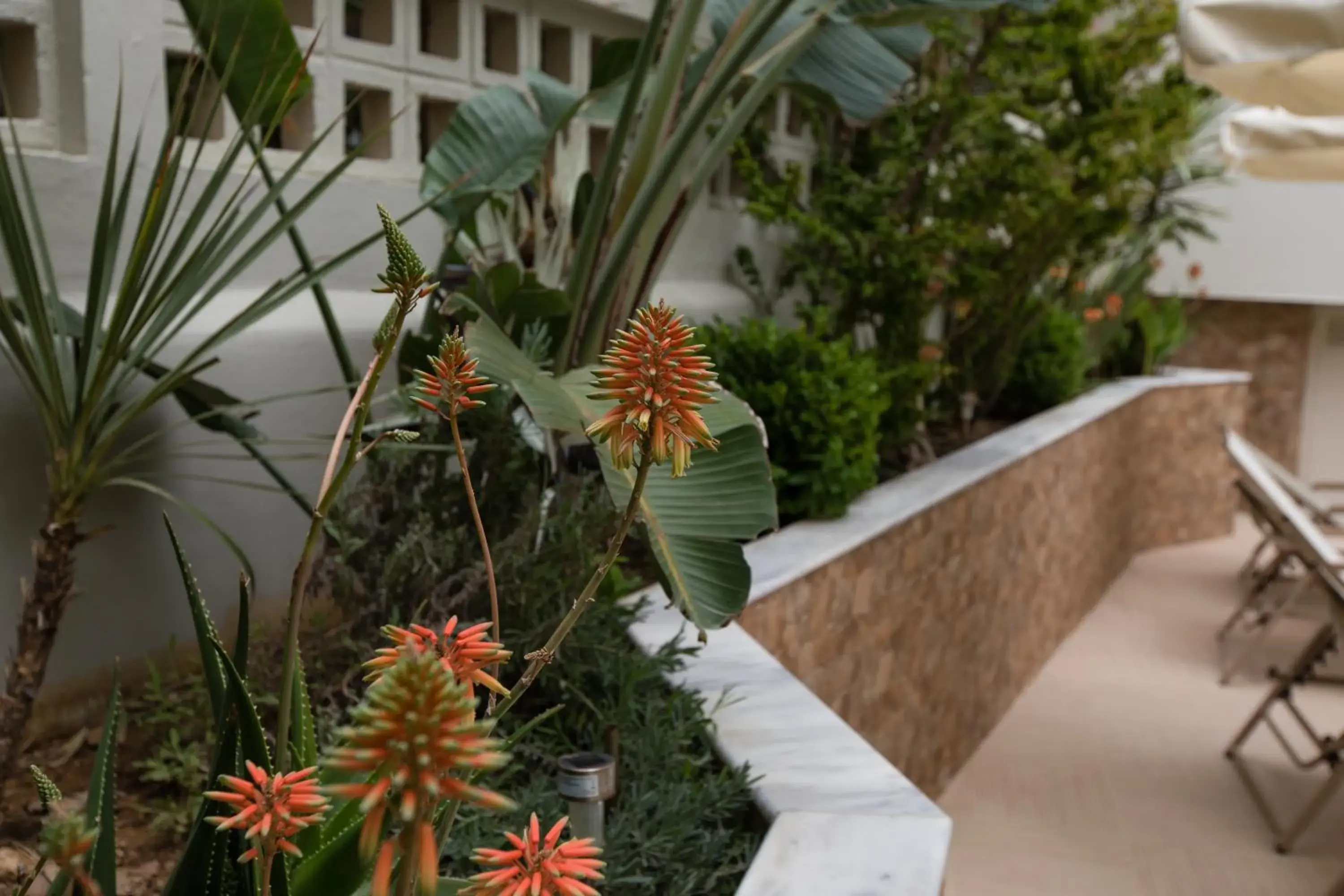 Garden in Anita Beach Hotel