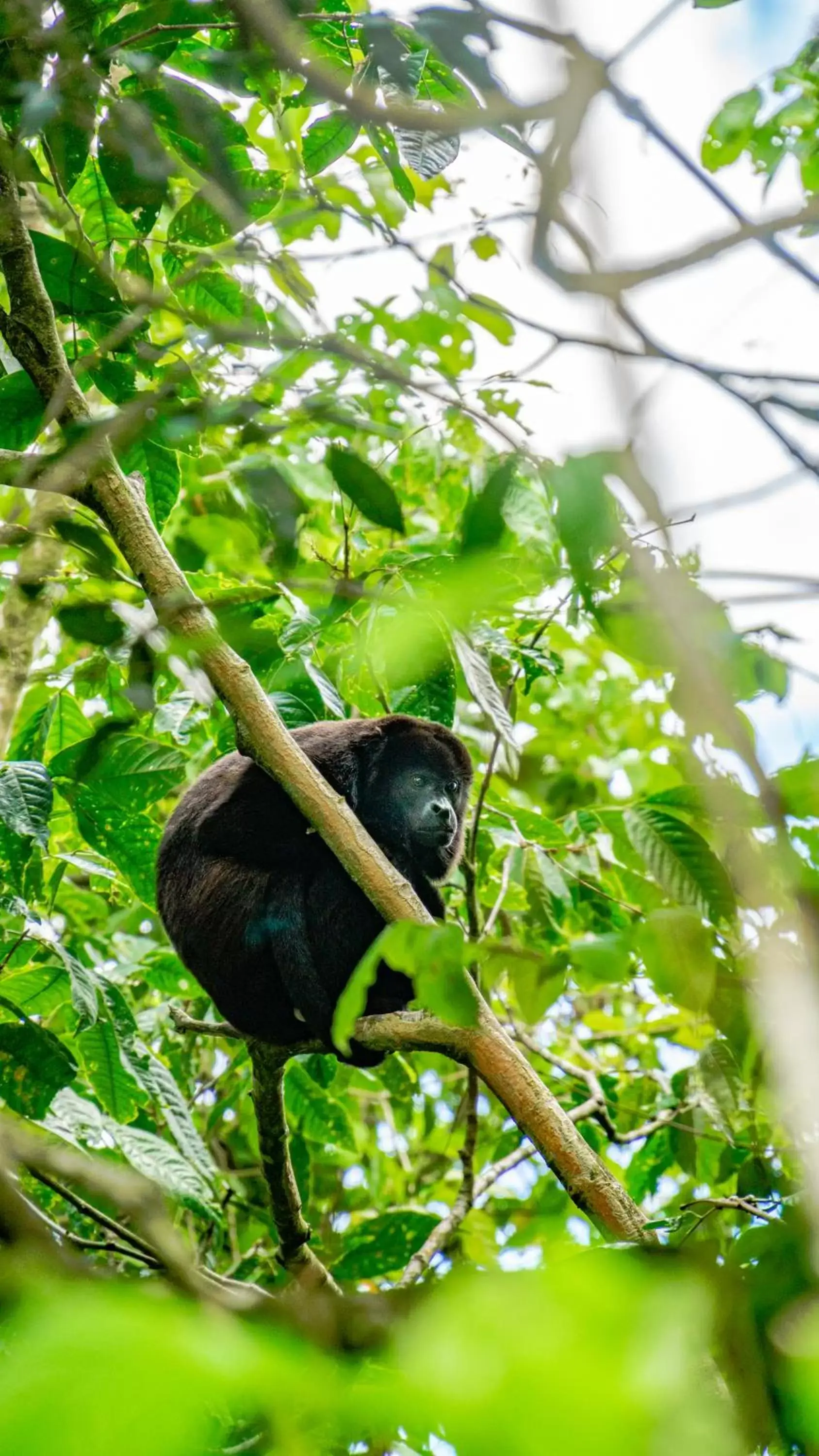 Property building, Other Animals in Agutipaca Bungalows