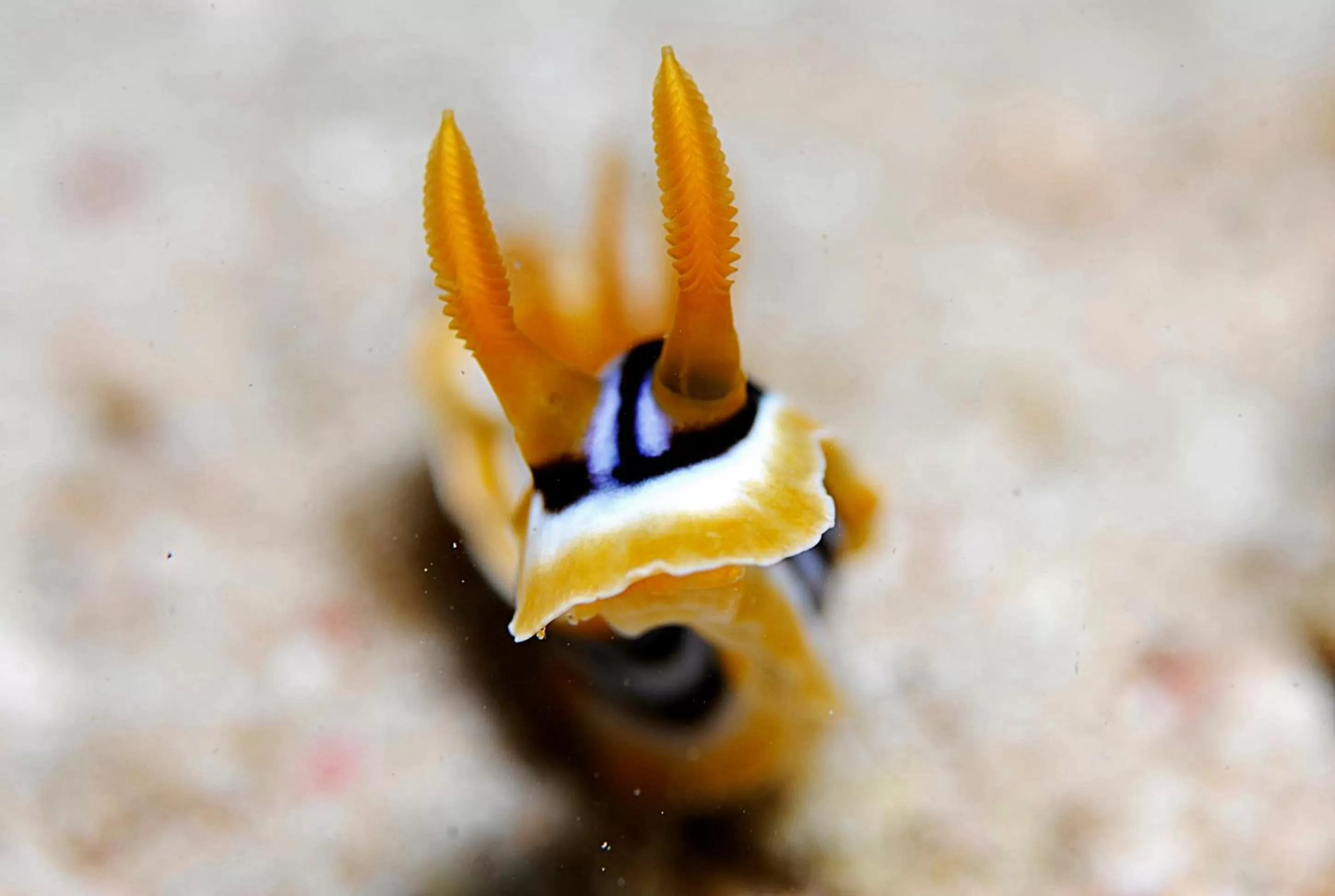 Snorkeling in Aqaba Adventure Divers Resort & Dive Center