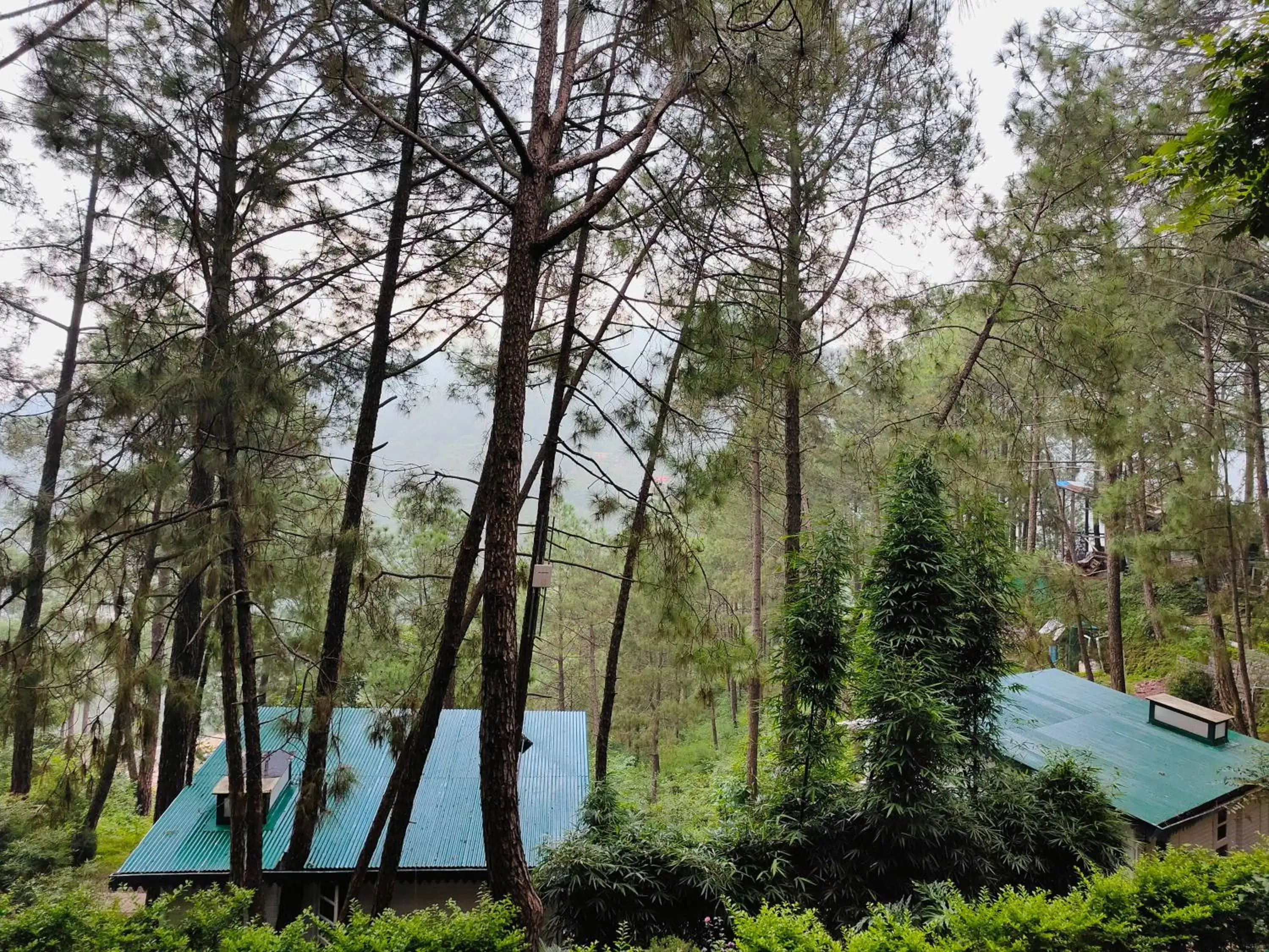 Garden view in Kasauli Hills Resort