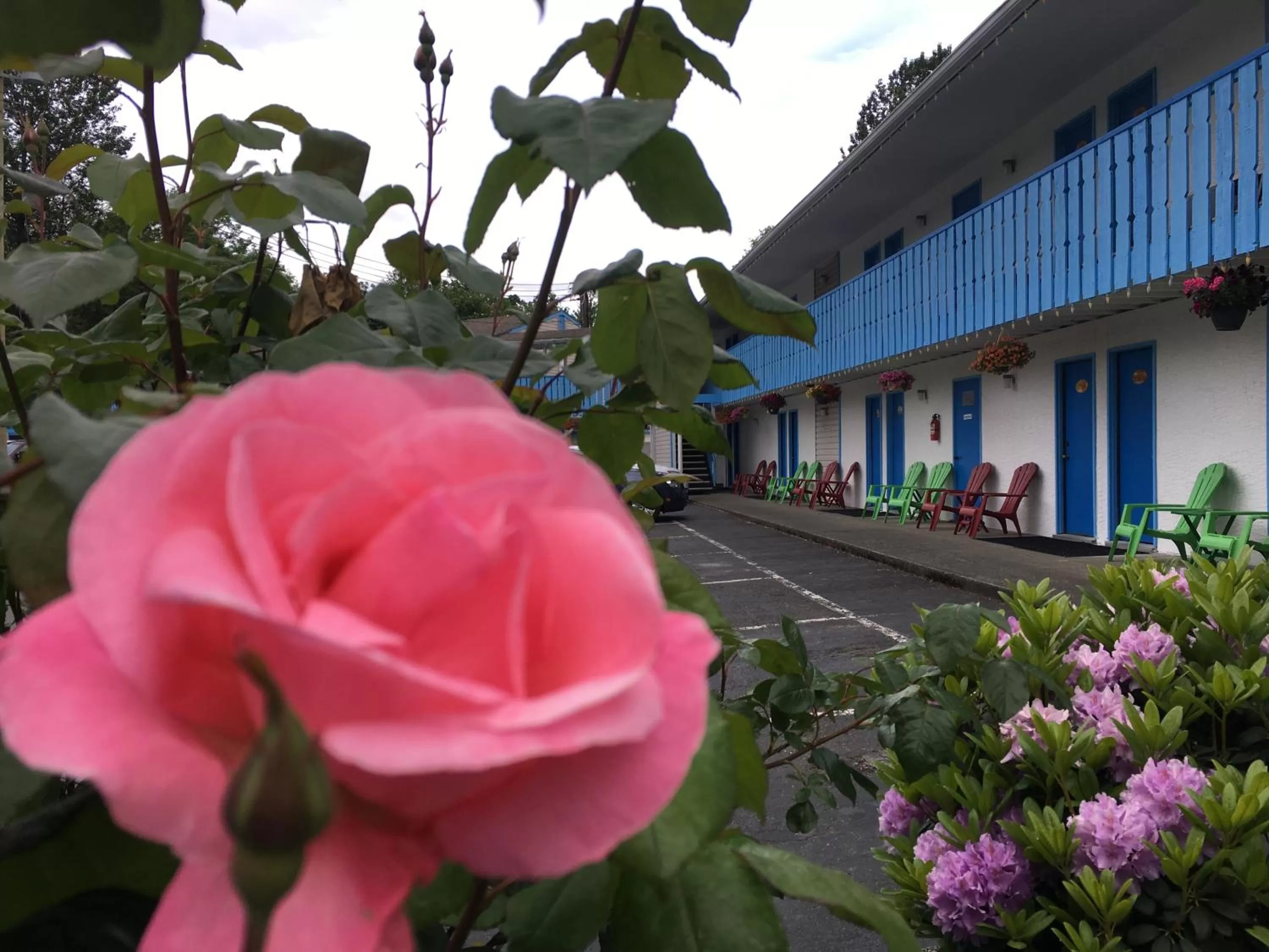 Garden view in Fuller Lake Chemainus Motel