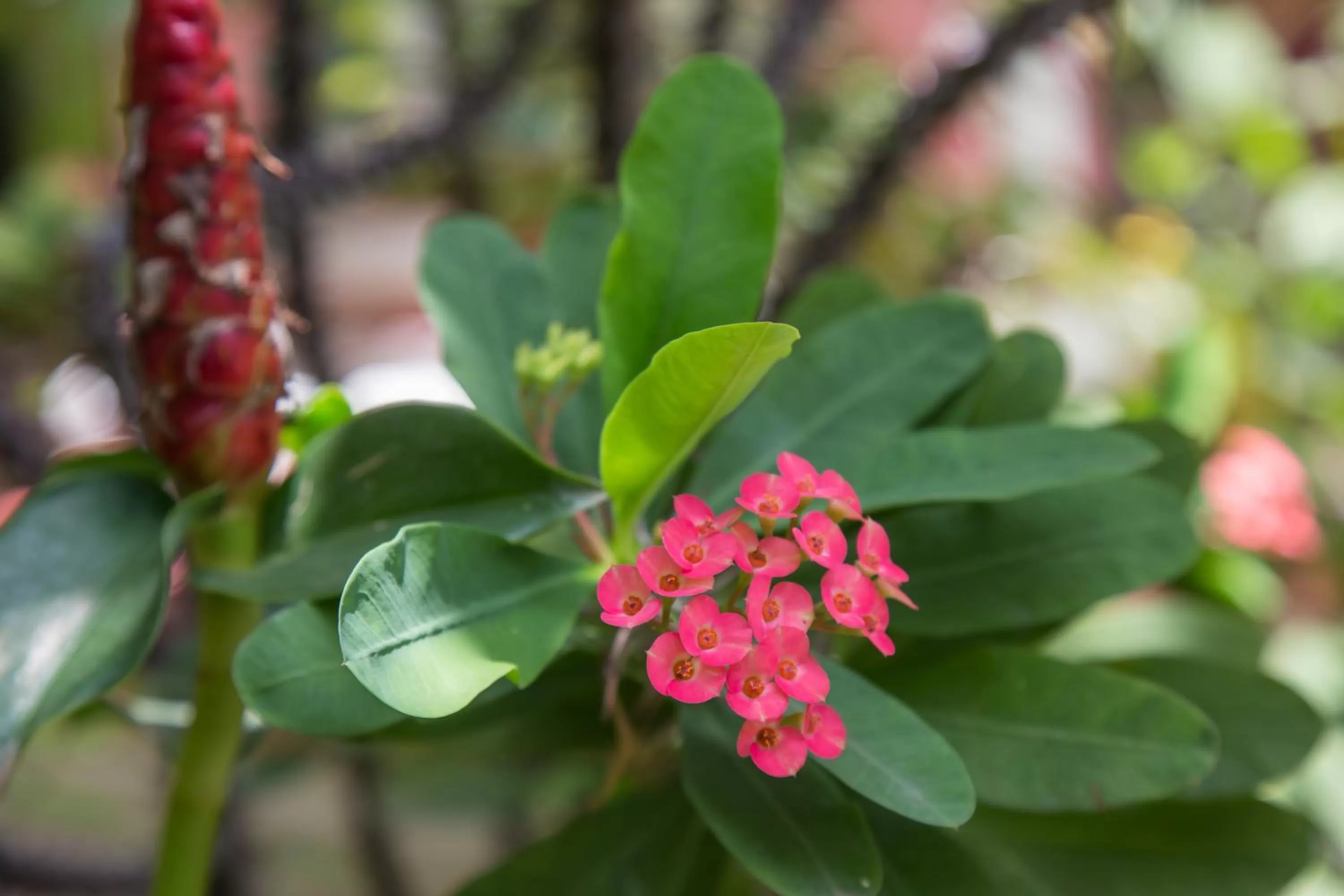 Garden in Side Walk Hotel