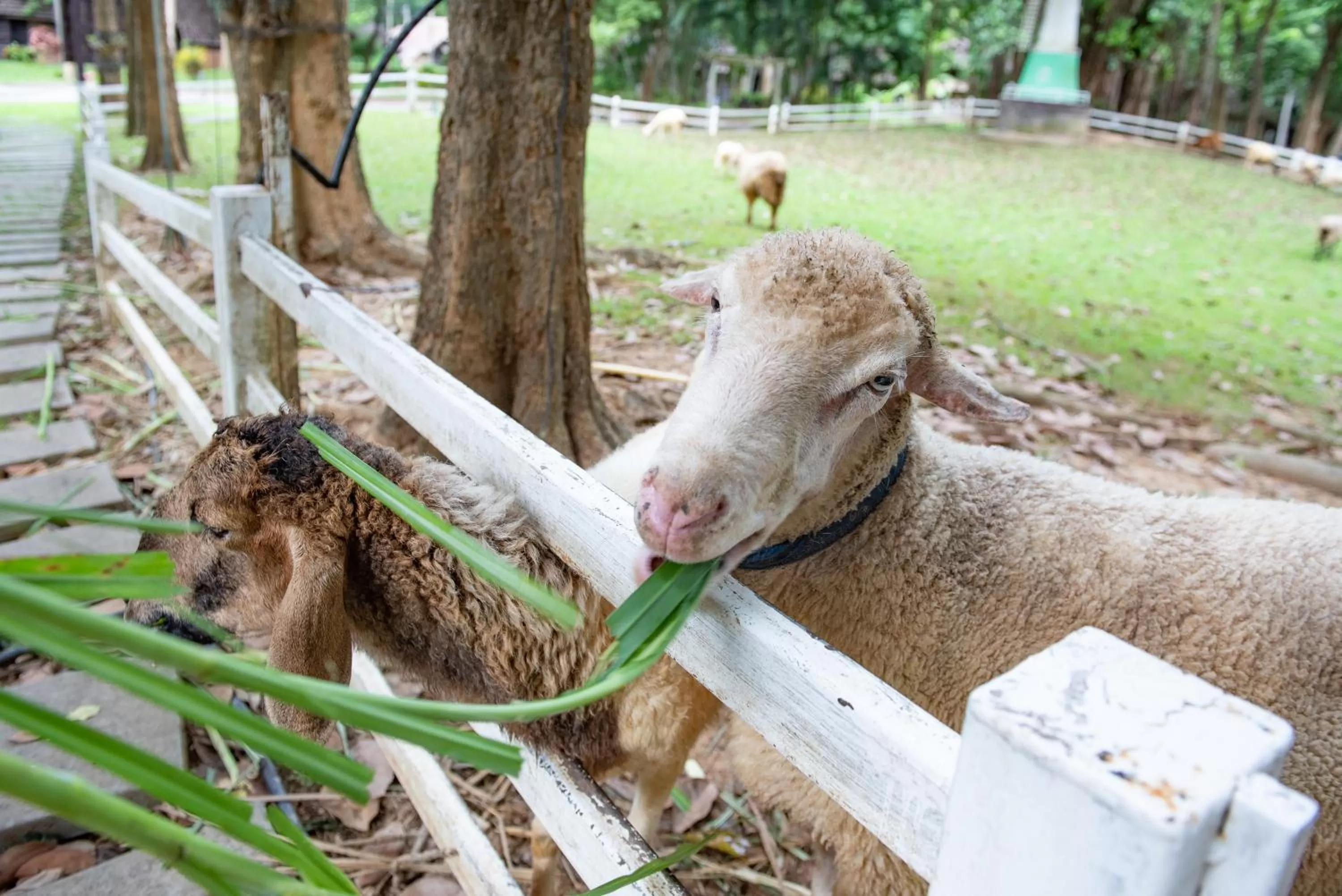 Activities in The Legacy River Kwai Resort