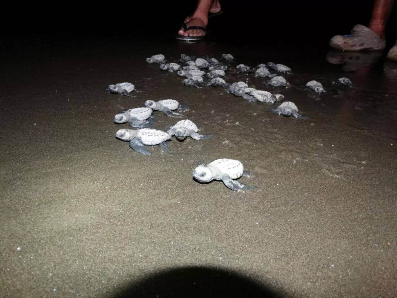 Activities in Posada Turística Rocas De Cabo Marzo