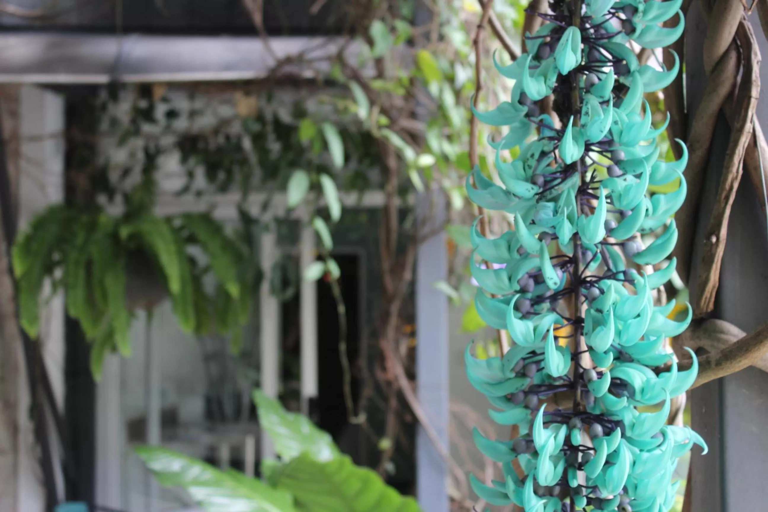 Garden in Cando Living Apartments in Central Avenue