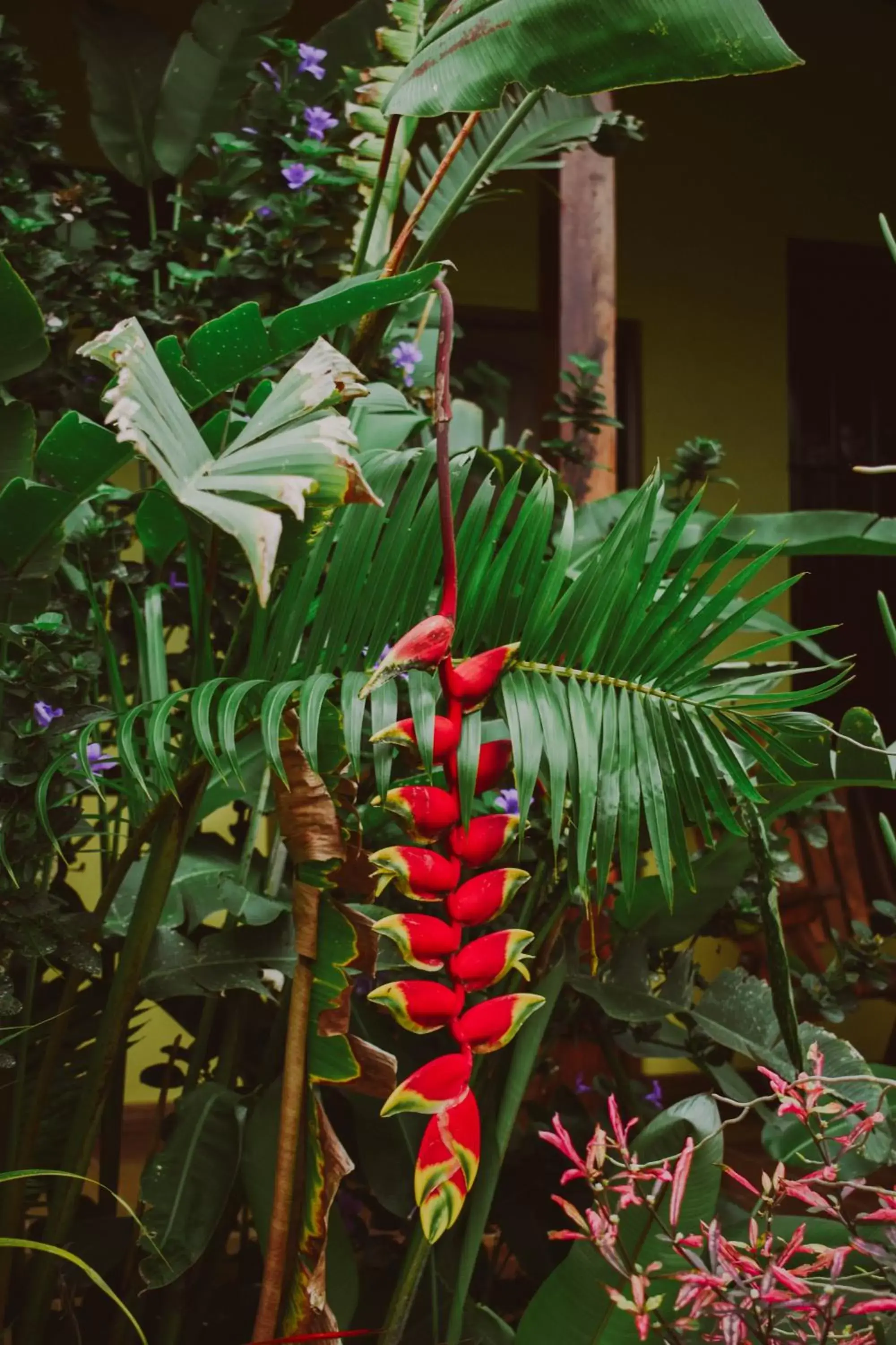 Garden in Arenal Descanso