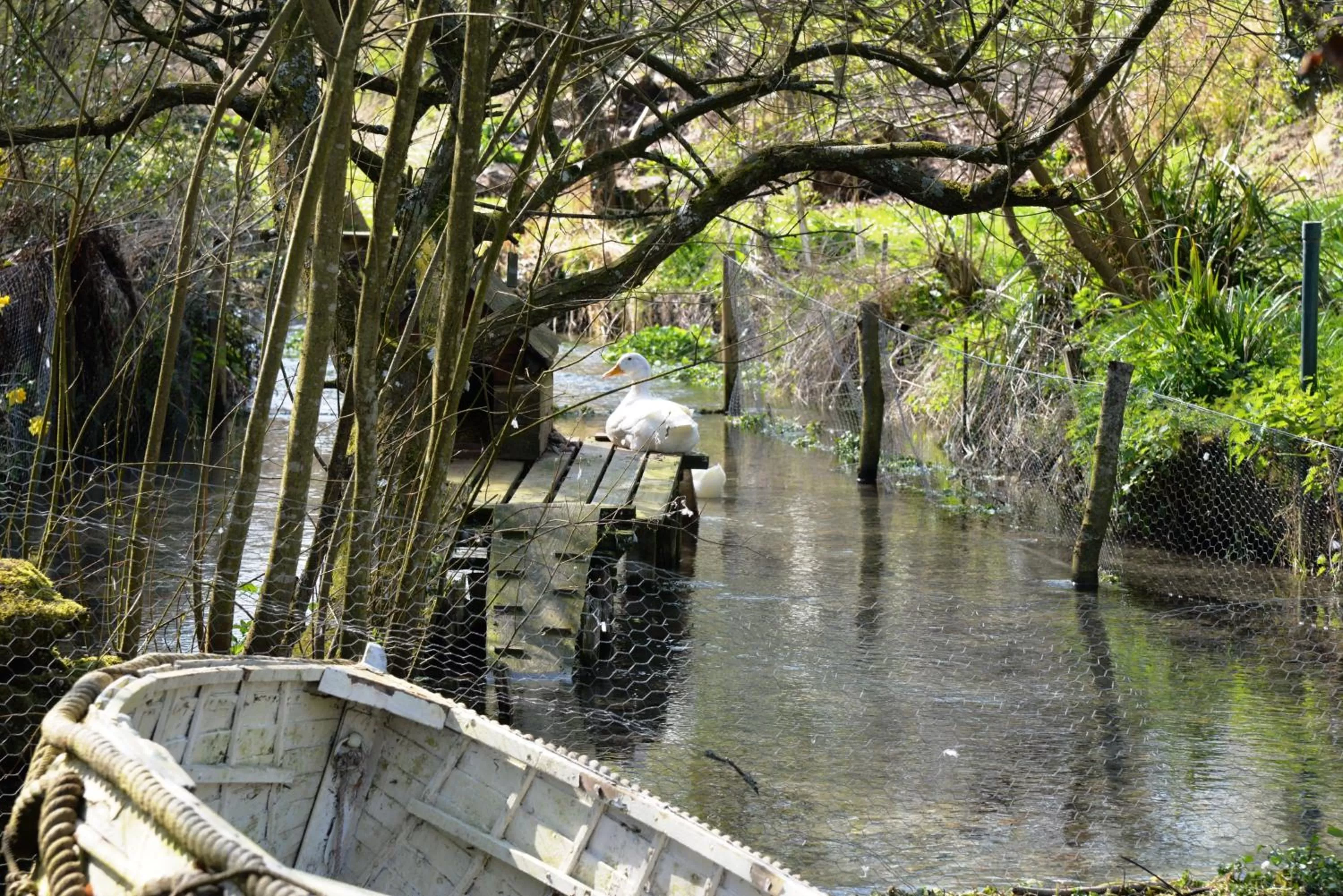 Spring in Thatchcombe B&B