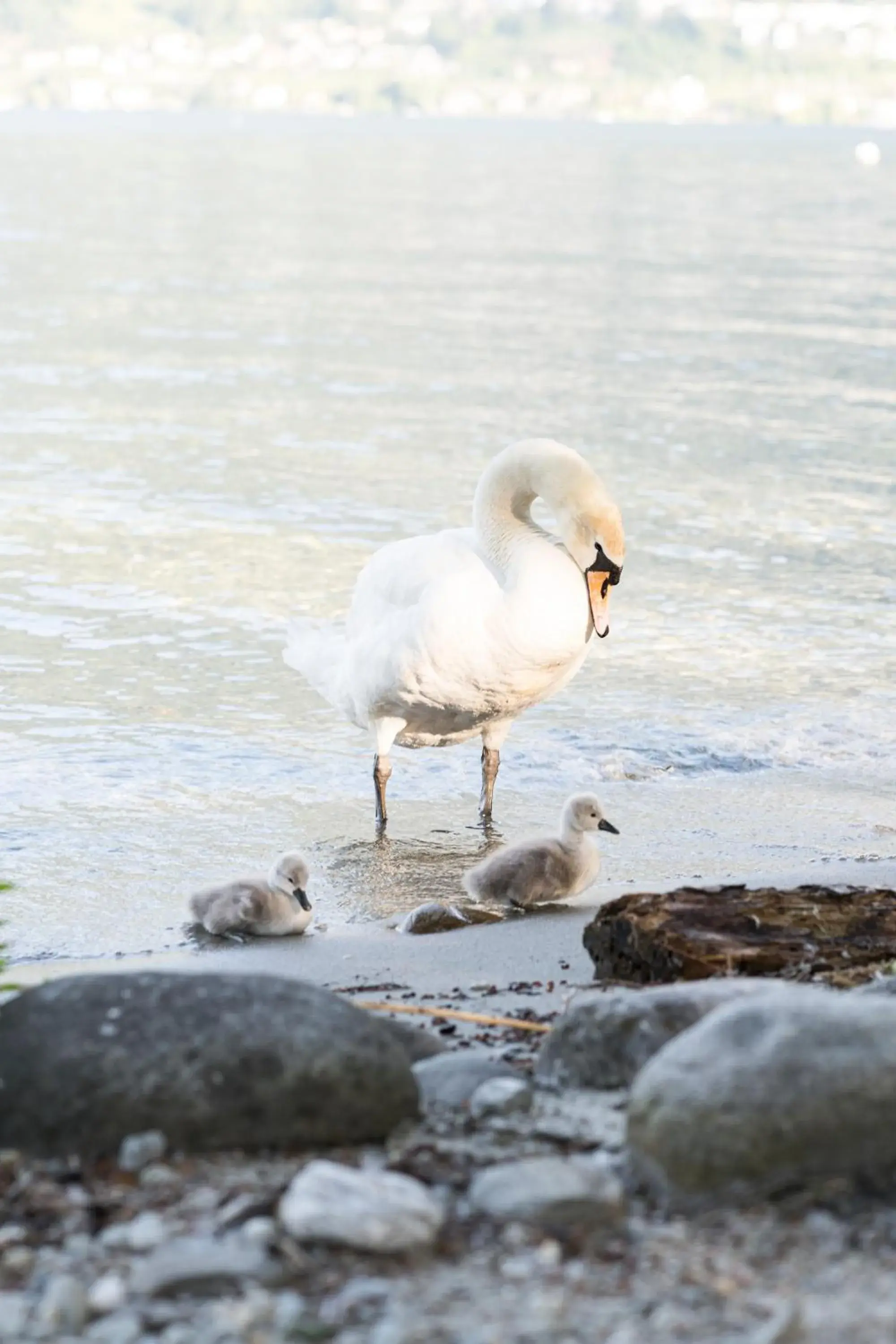 Garden, Other Animals in Castello del Sole Beach Resort&SPA