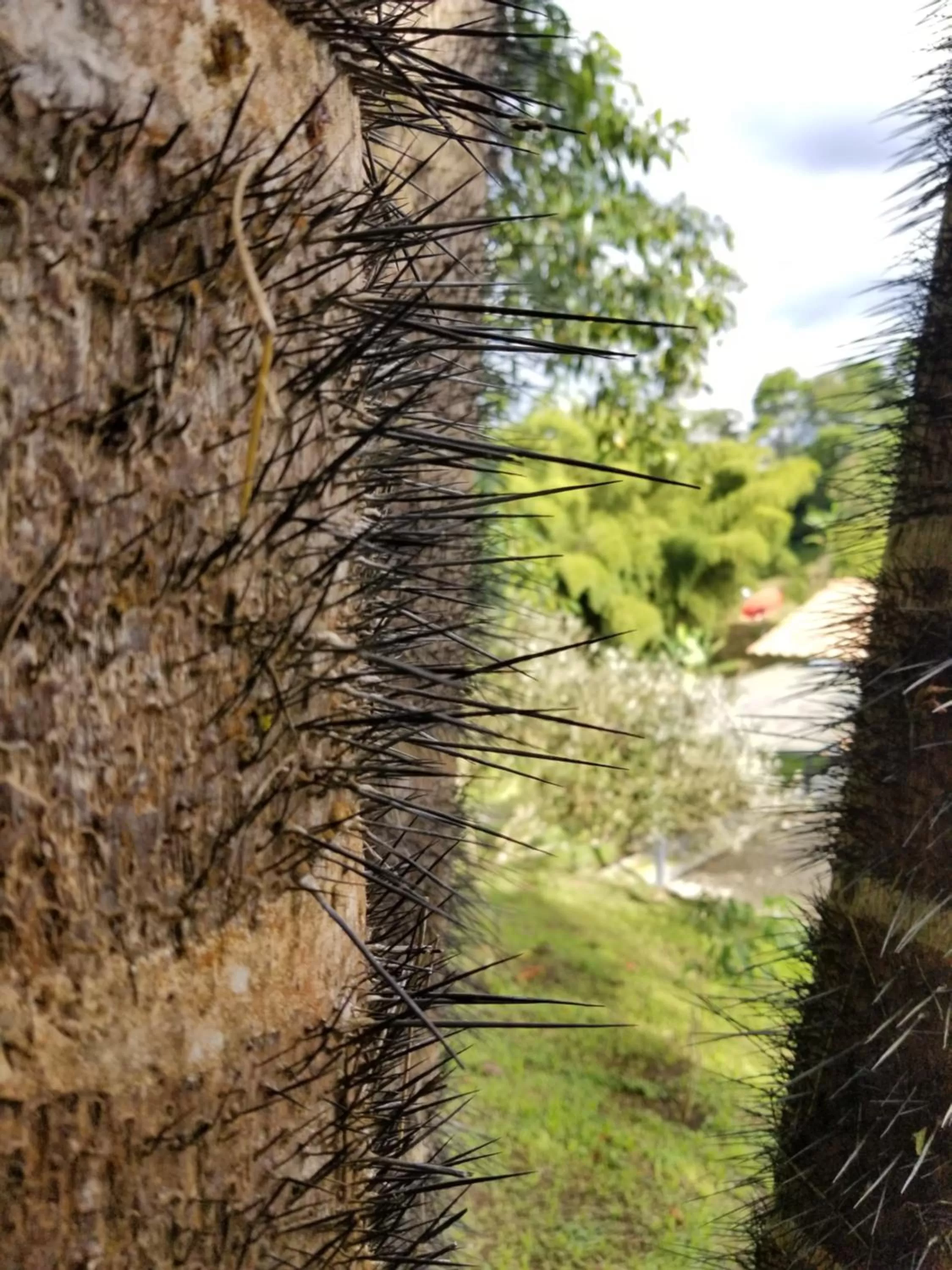 Natural landscape in Villa Cristina - Casa Boutique