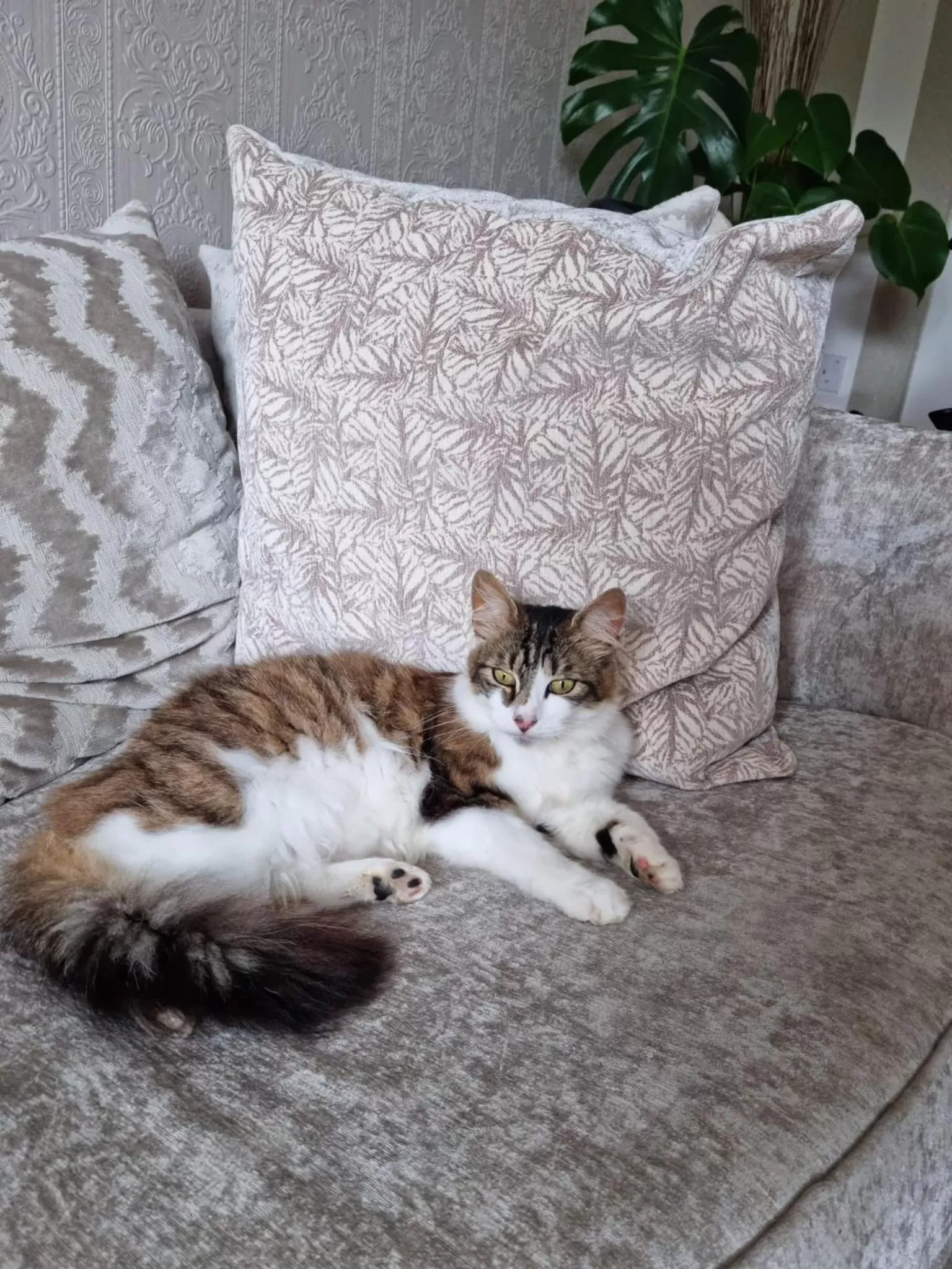 Pets in Sunrise view