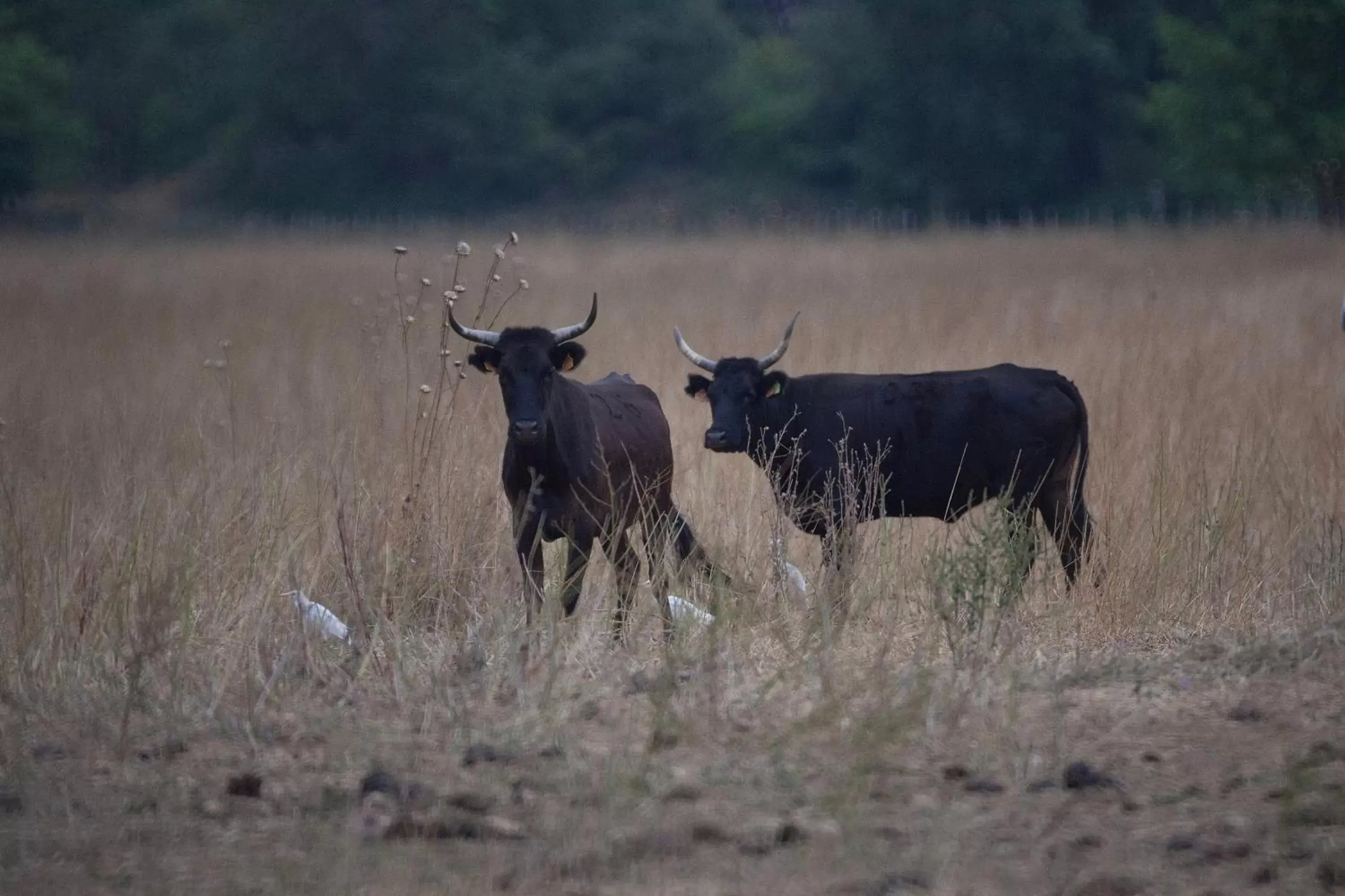 Animals, Other Animals in Domaine de Biar