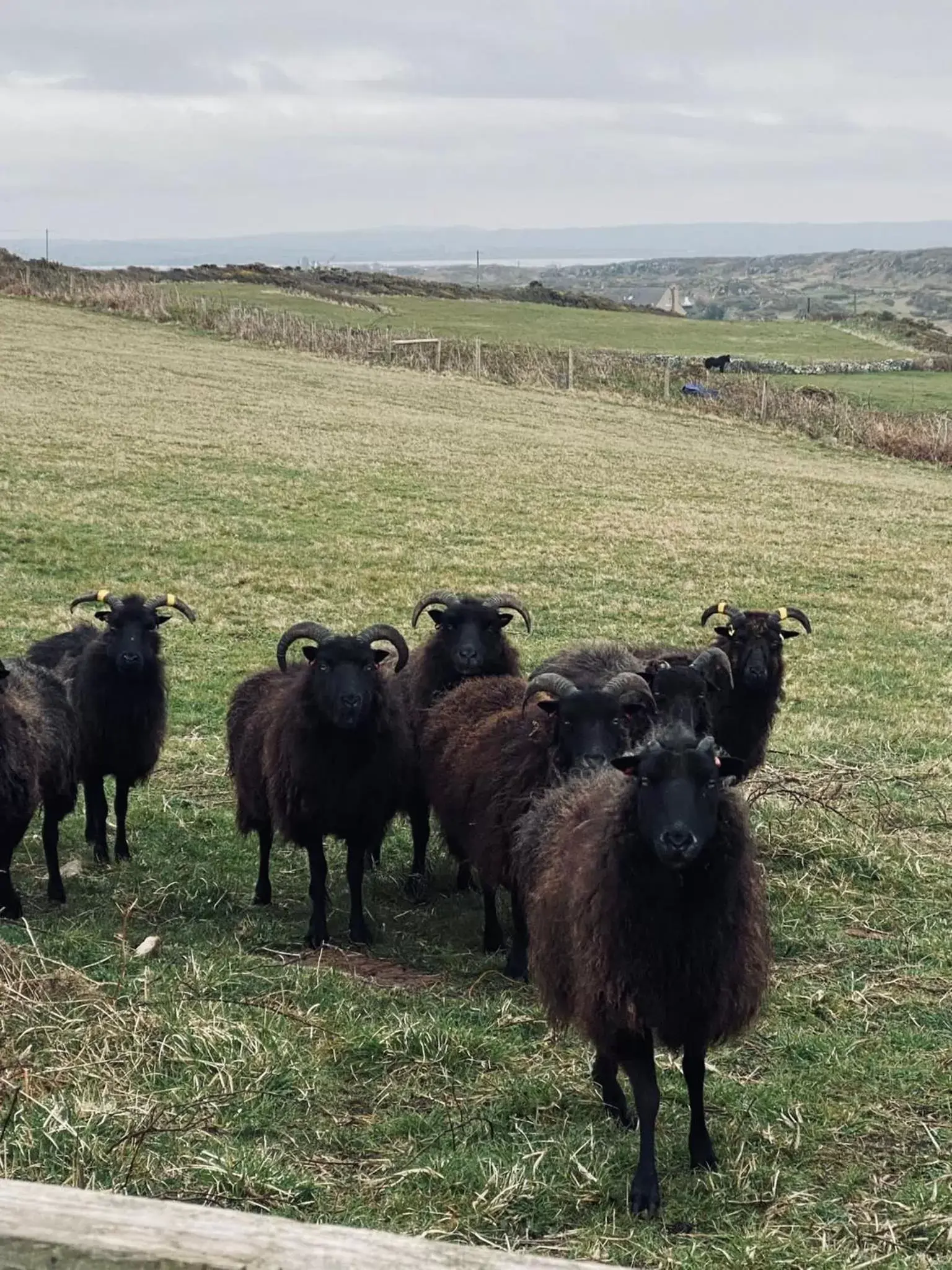 Other Animals in Sea and Mountain View Luxury Glamping Pods Heated