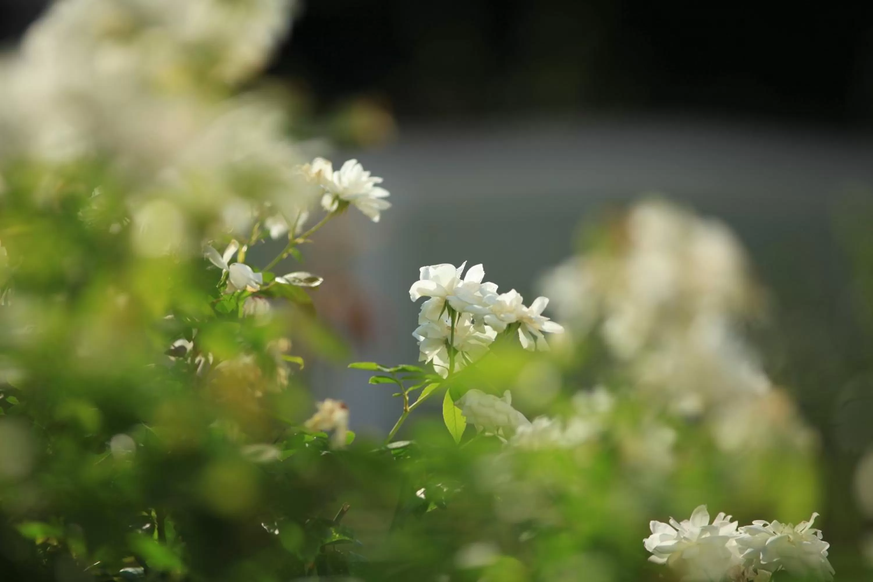 Garden in Villa Olmi Firenze