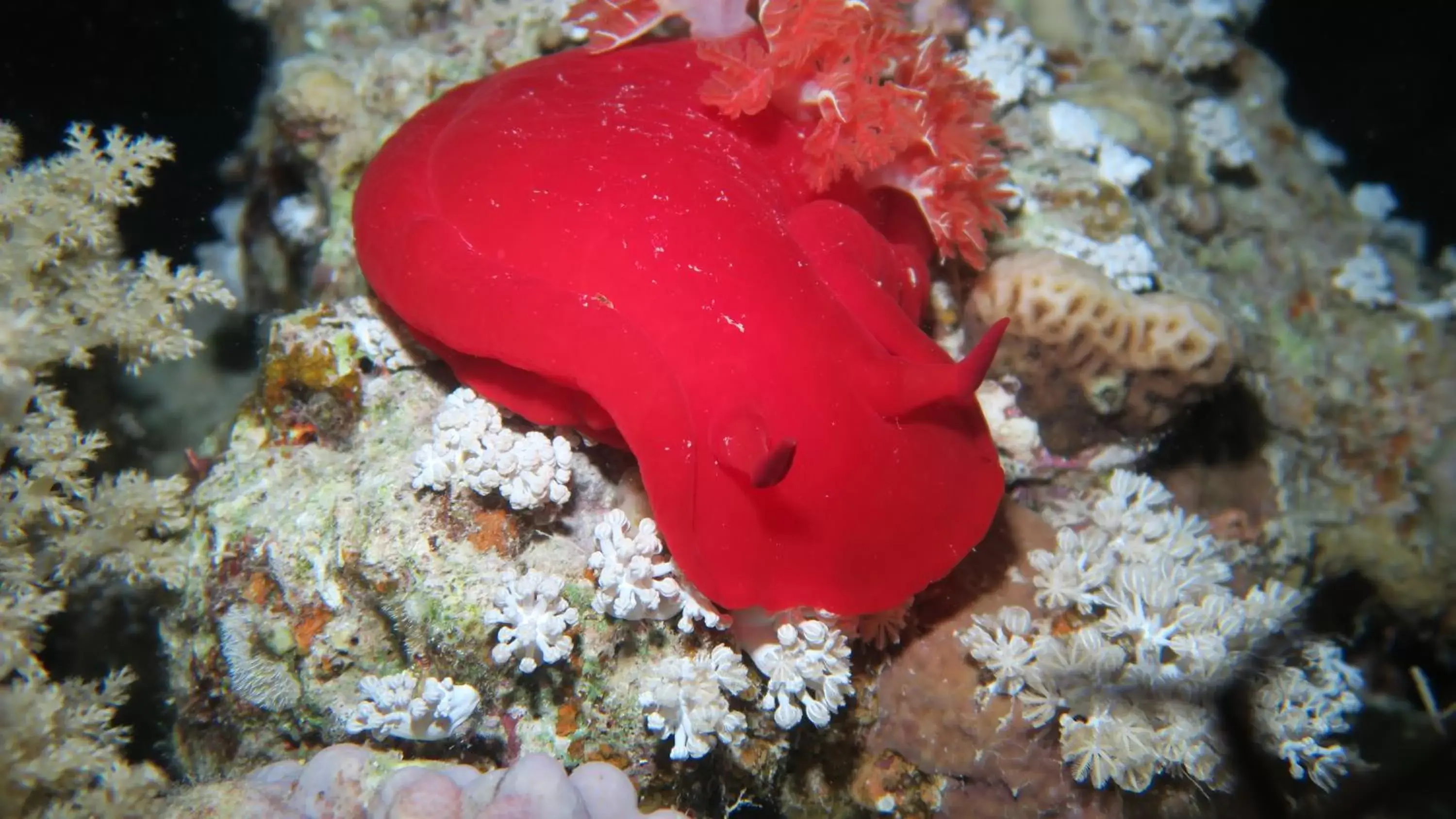 Snorkeling, Food in Coral Sun Beach