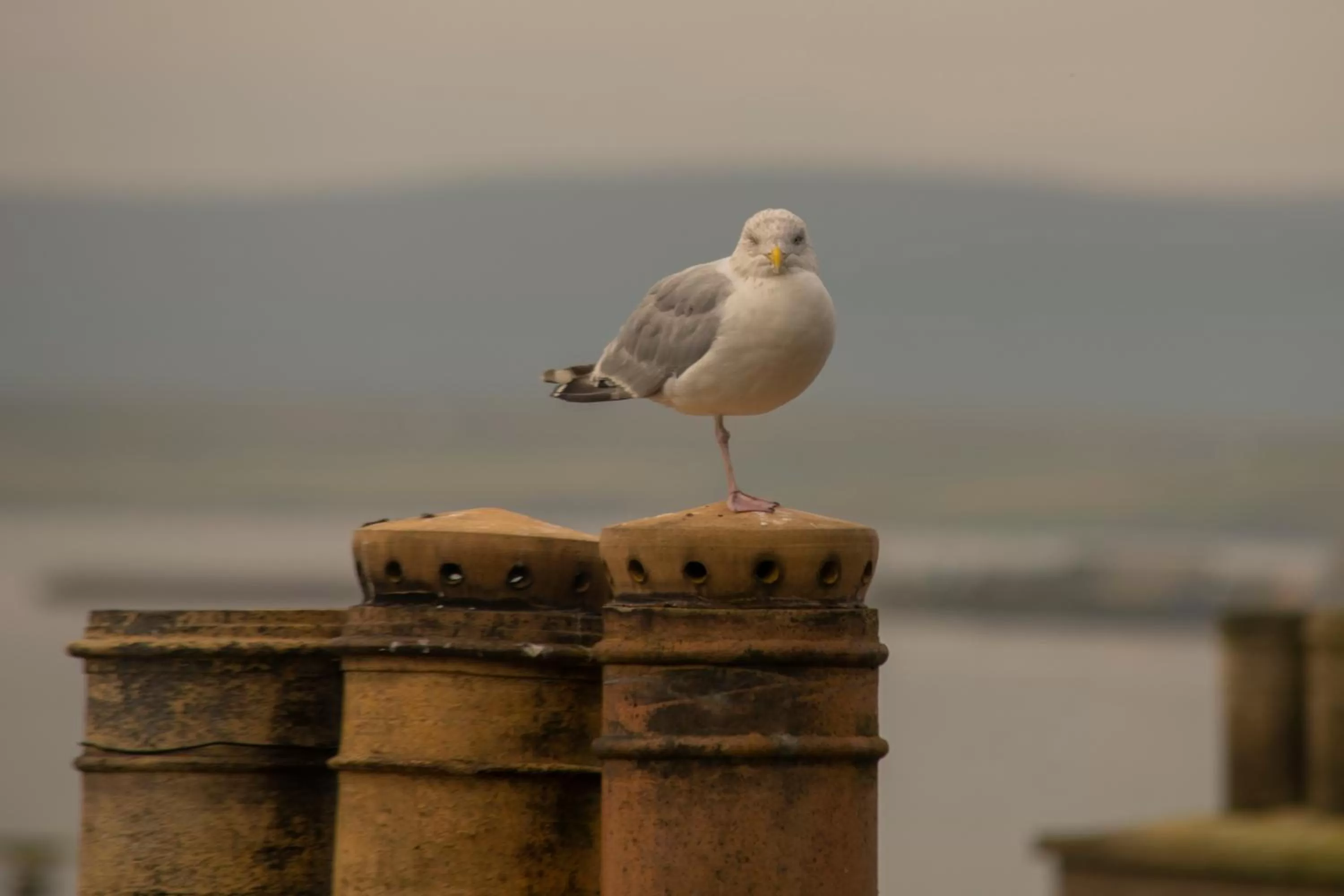 Animals in The Stromness Hotel