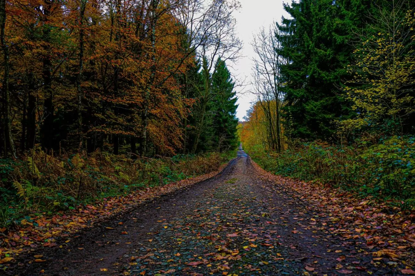 Autumn in Hotel Restaurant The Kings Head Inn