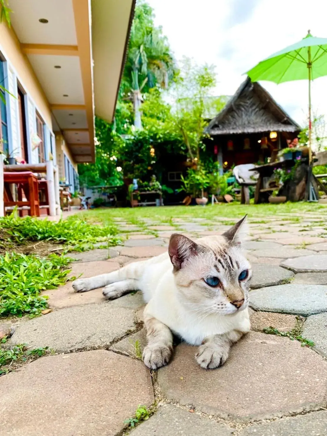 Pets in Thai Guesthouse