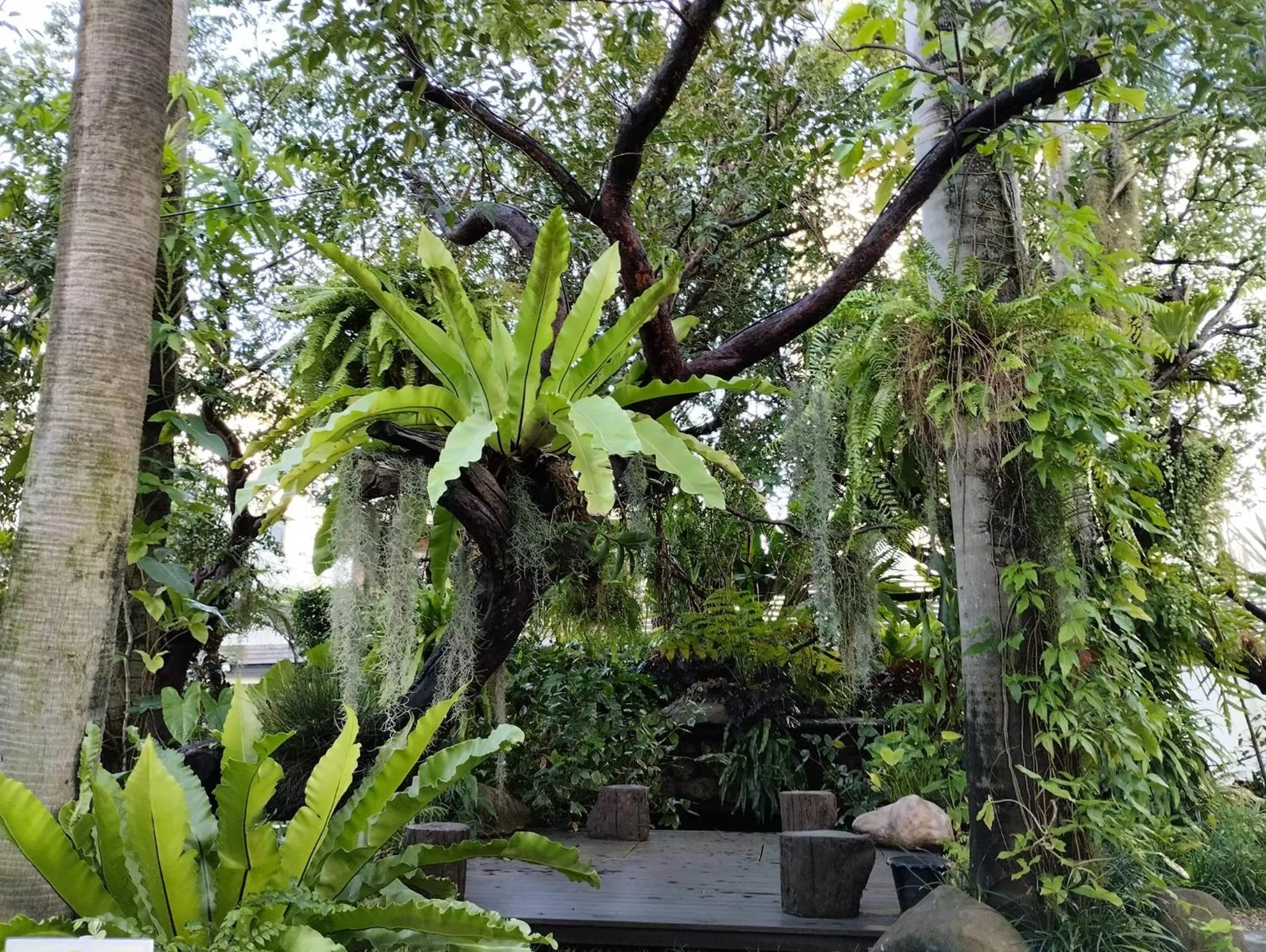 Garden in Sareeviengping Hotel Chiangmai