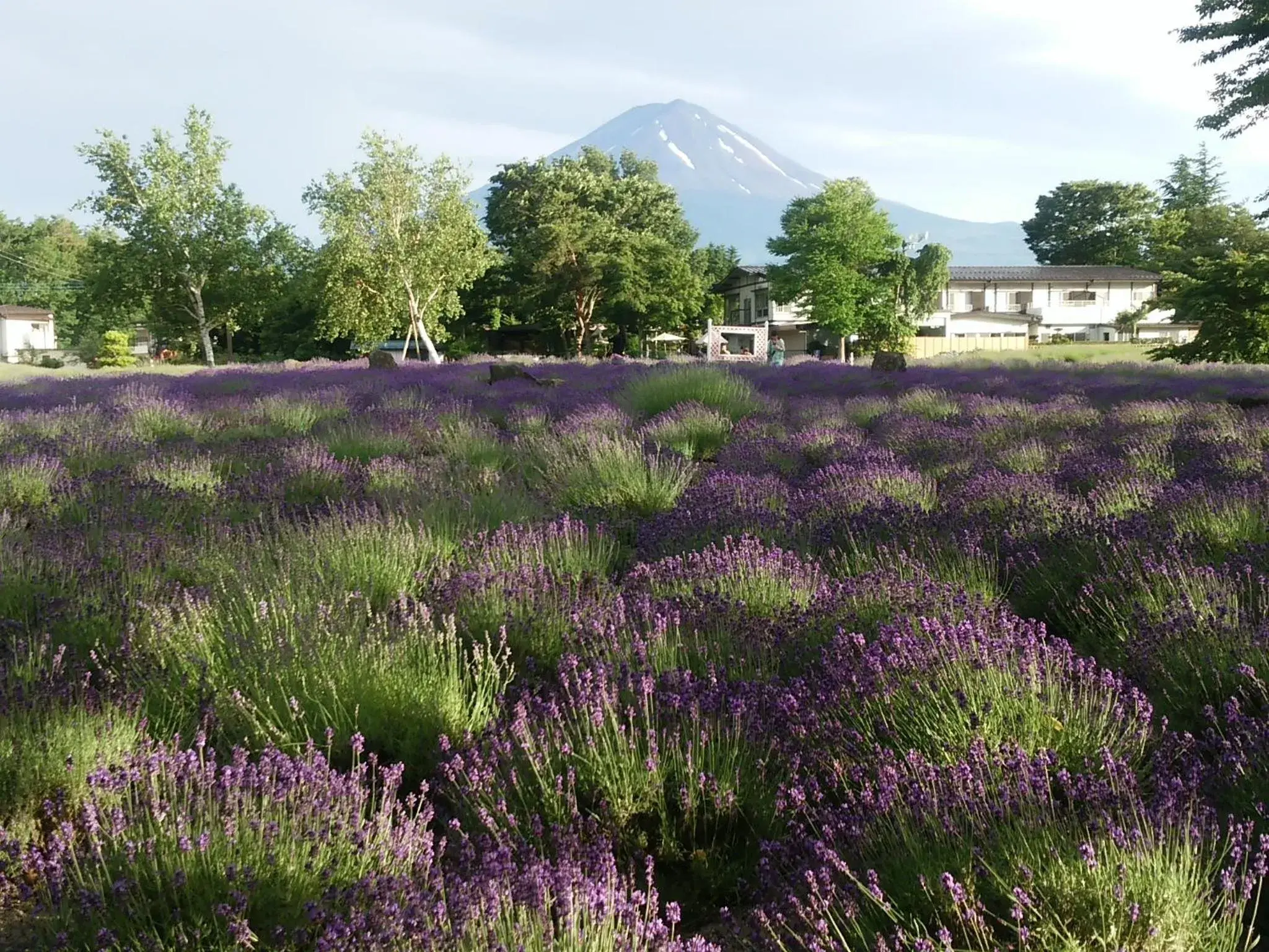 Spring in Lakeland Hotel Mizunosato