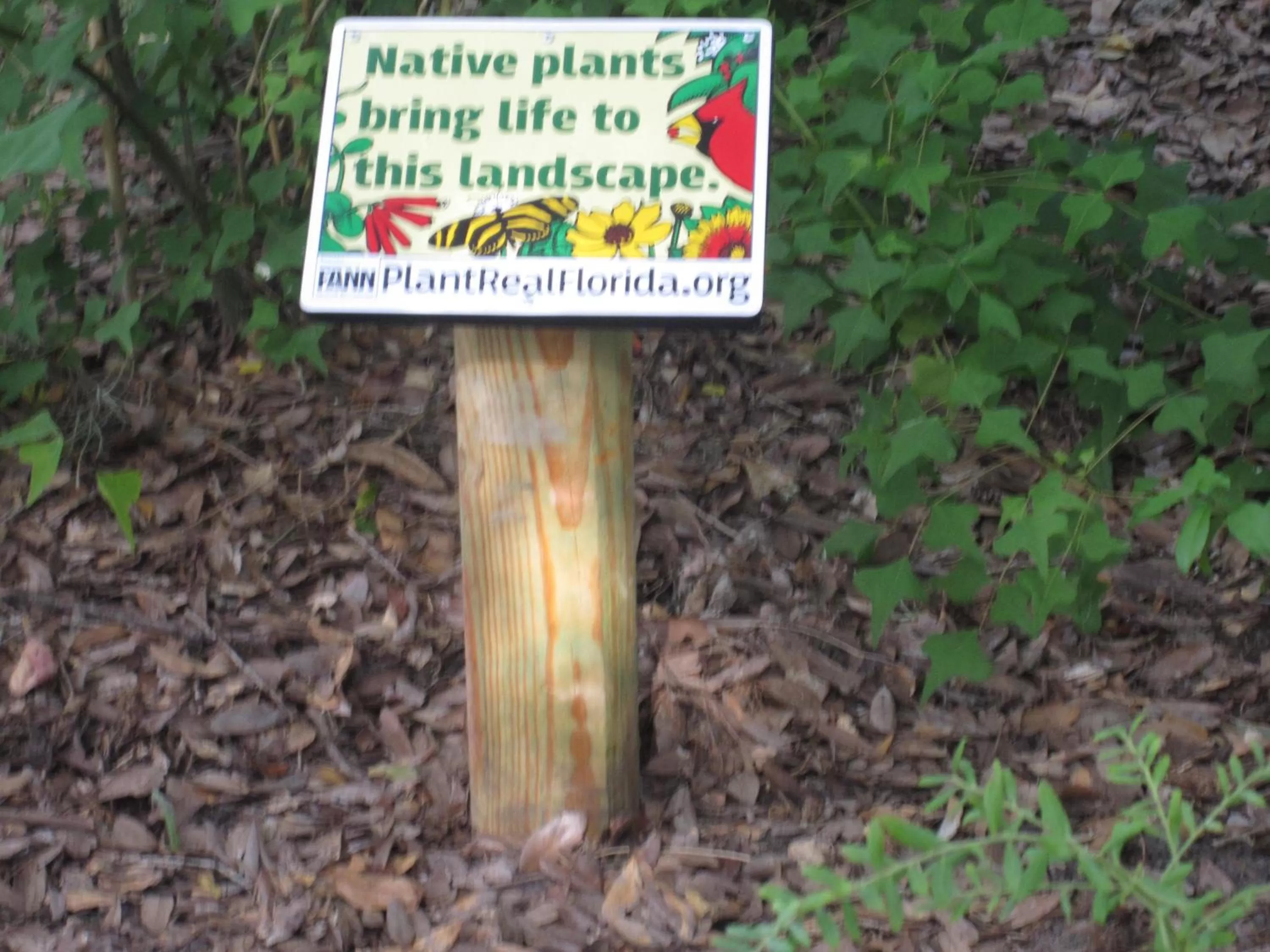 Garden in St. Francis Inn - Saint Augustine