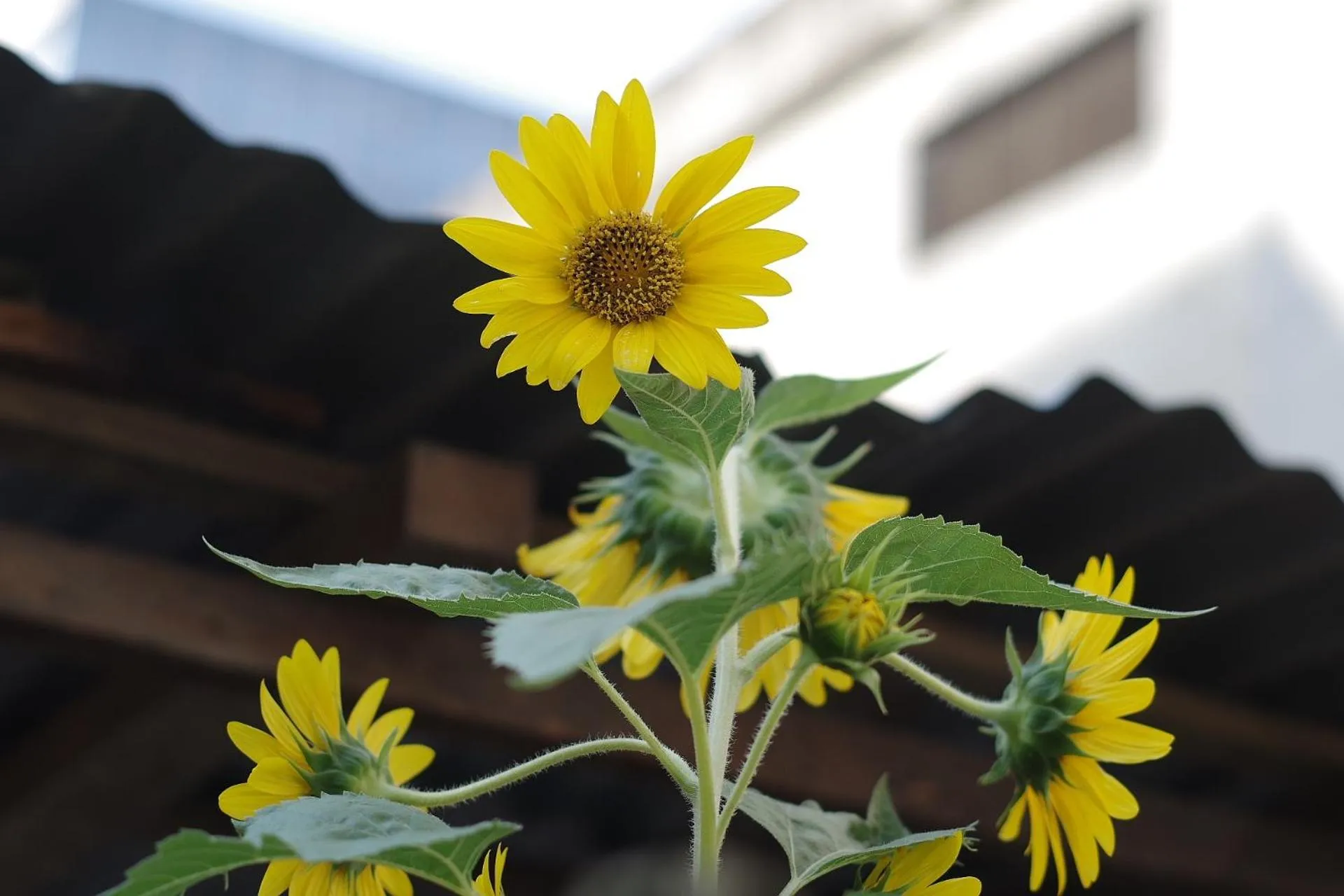 Day in Manso Boutique Guest House