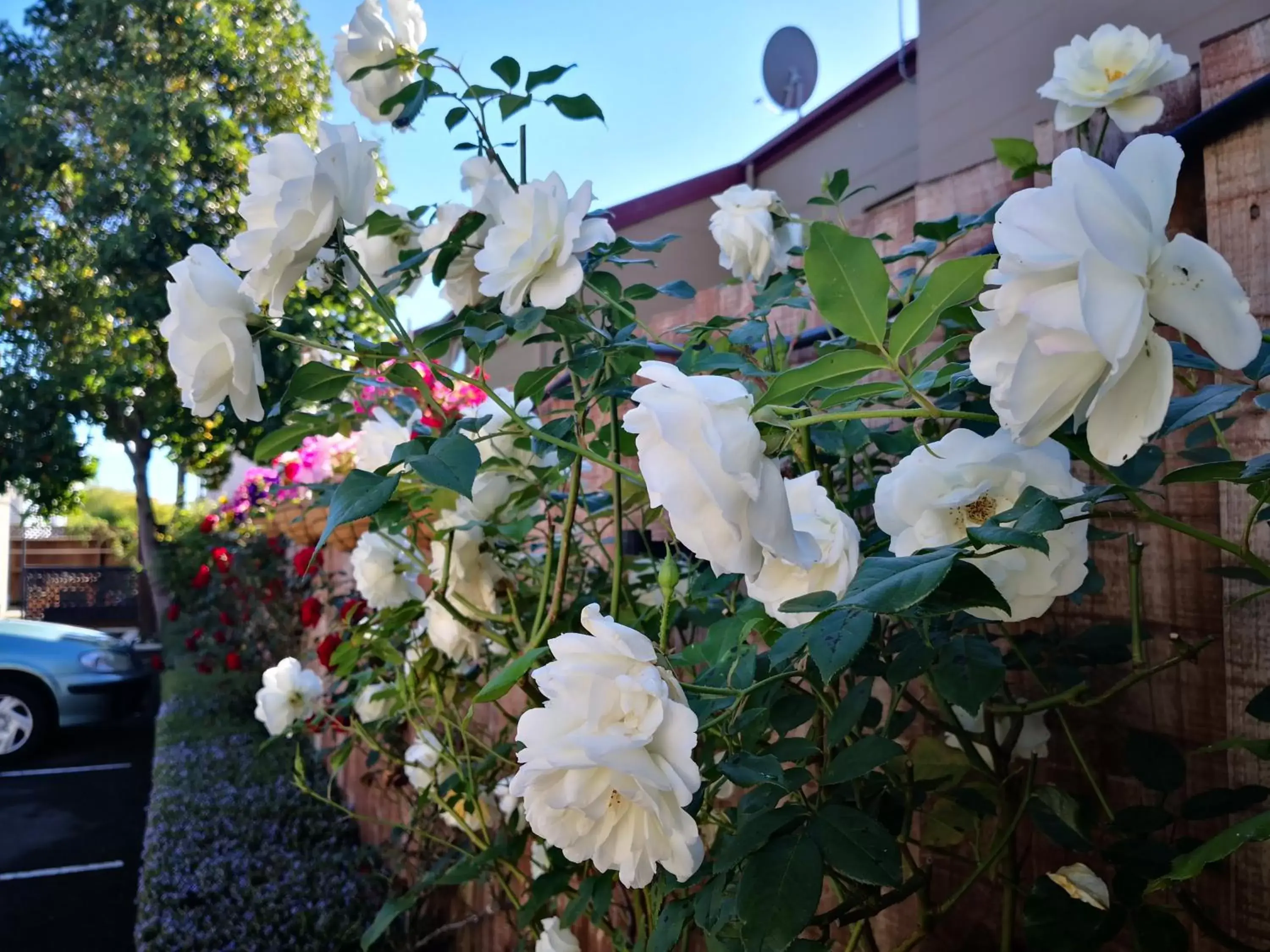 Garden in Annabelle Court Motel