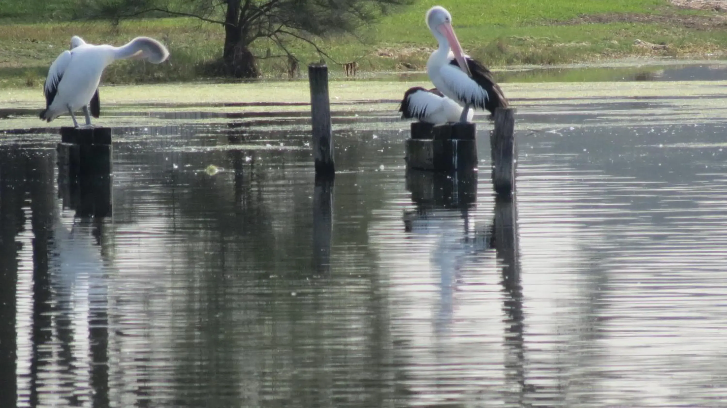 Day, Other Animals in Bridge View Motel