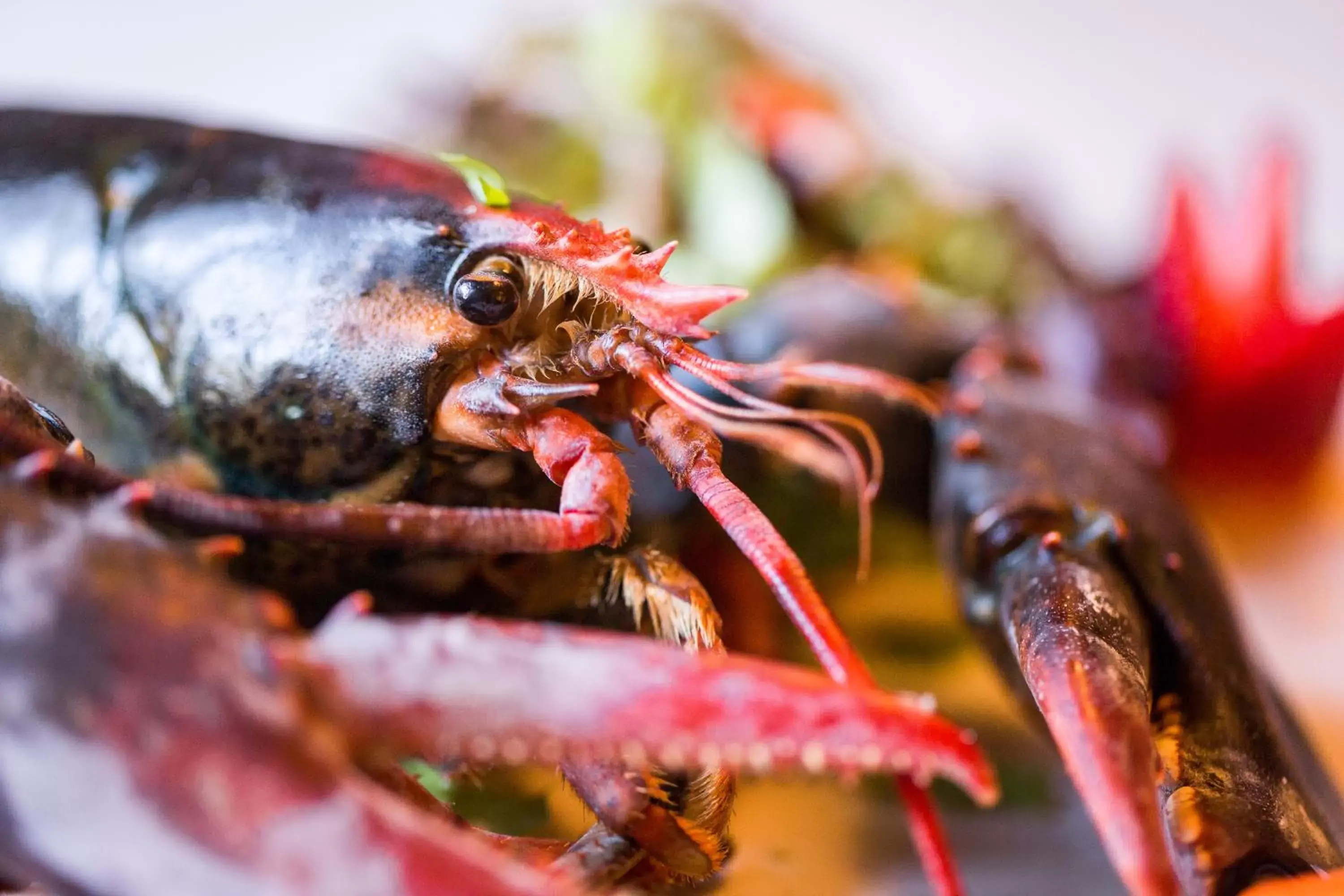 Food close-up, Other Animals in Hotel Larrañaga