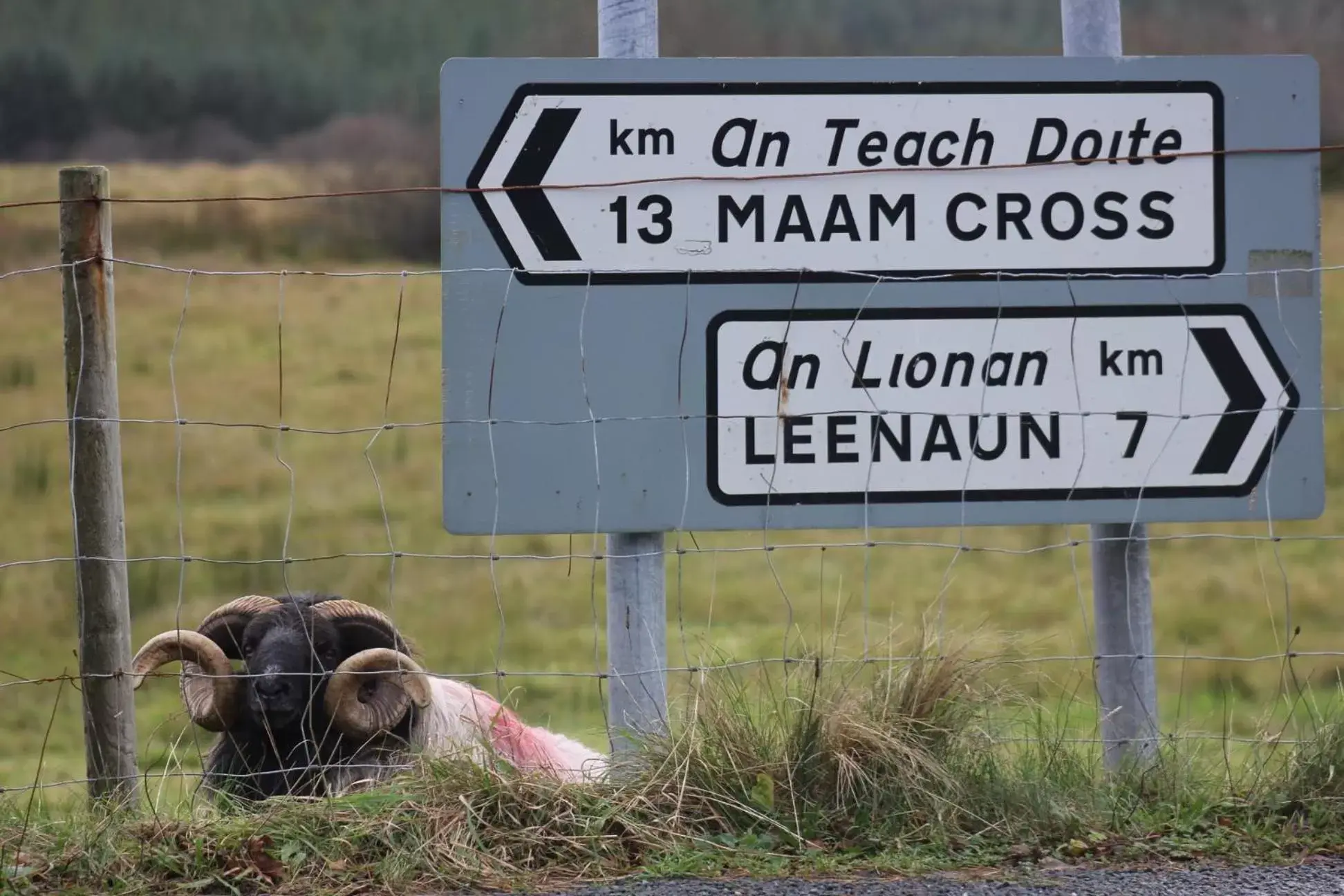 Clifden Bay Lodge