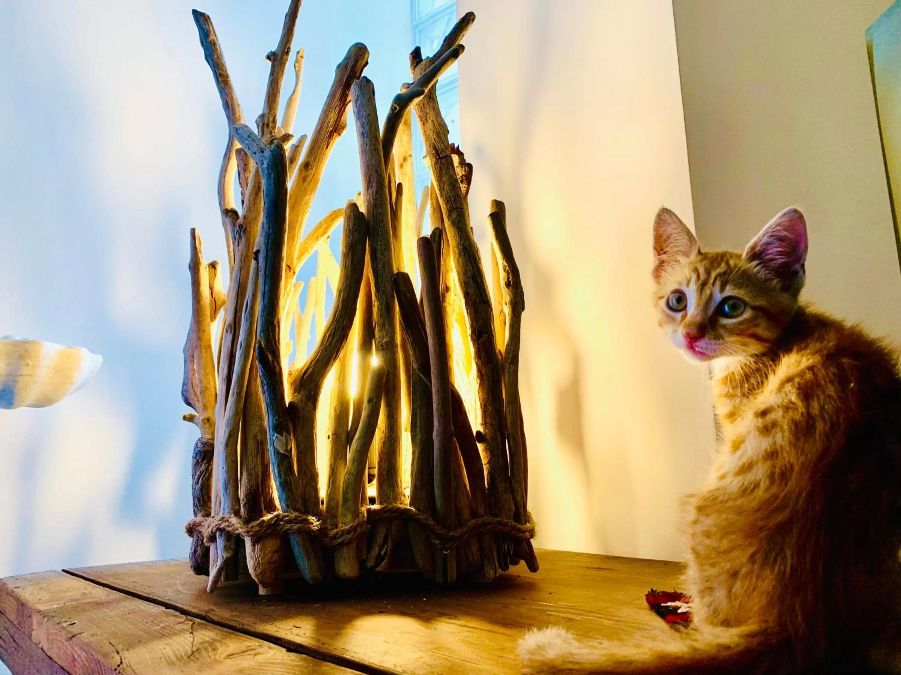 Pets in Le Stanze del Brigante